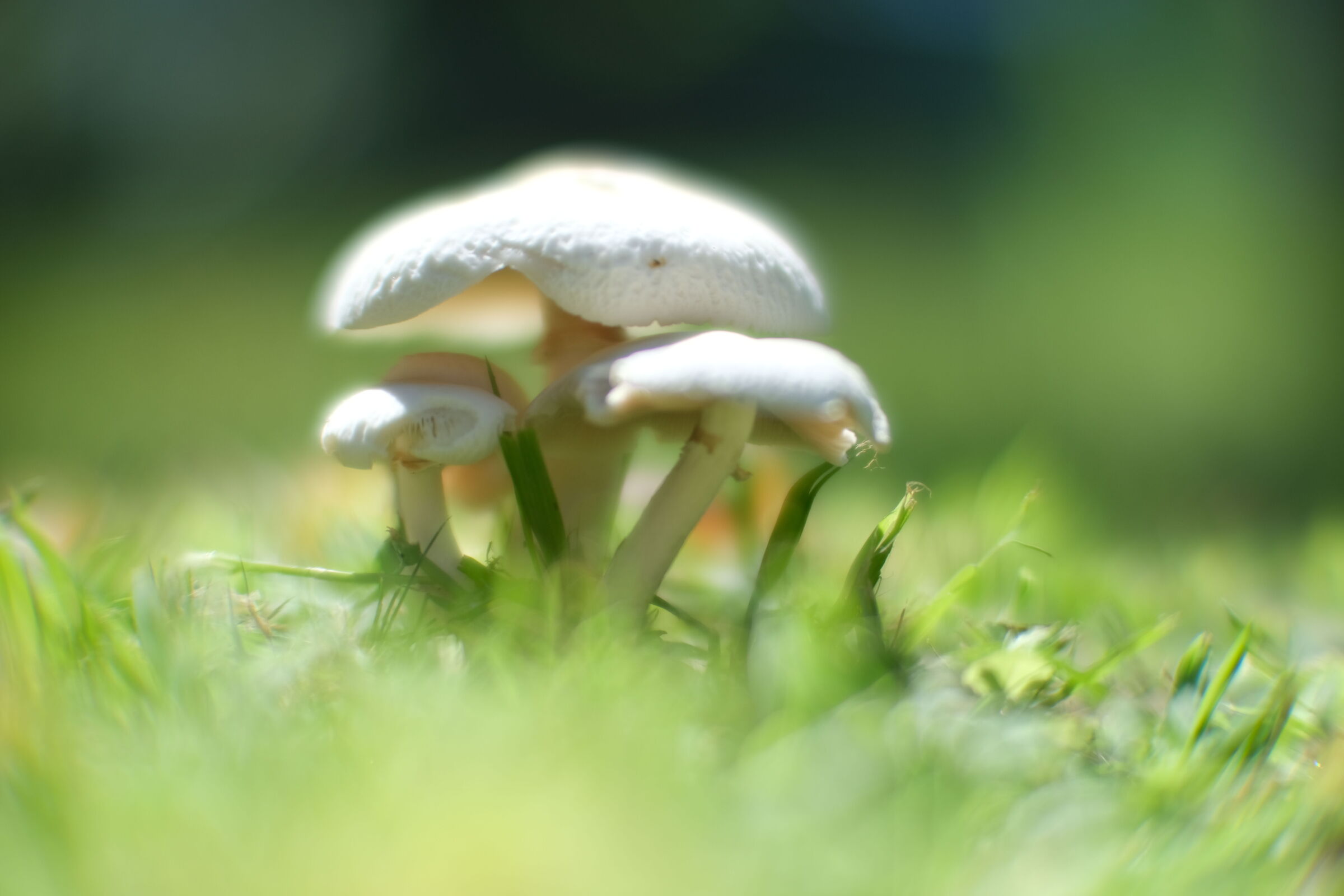 Blurred mushrooms