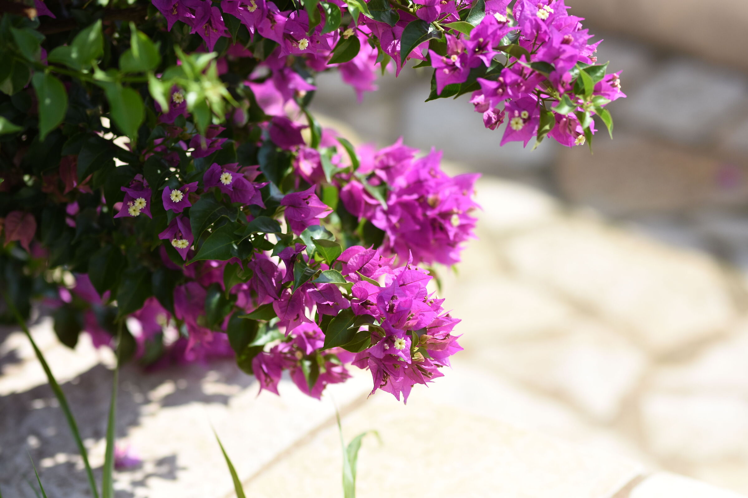 "F.2", Sigma 85, 1.4 Art 1/ 8 0 0 0, ISO 250- Nk. ...