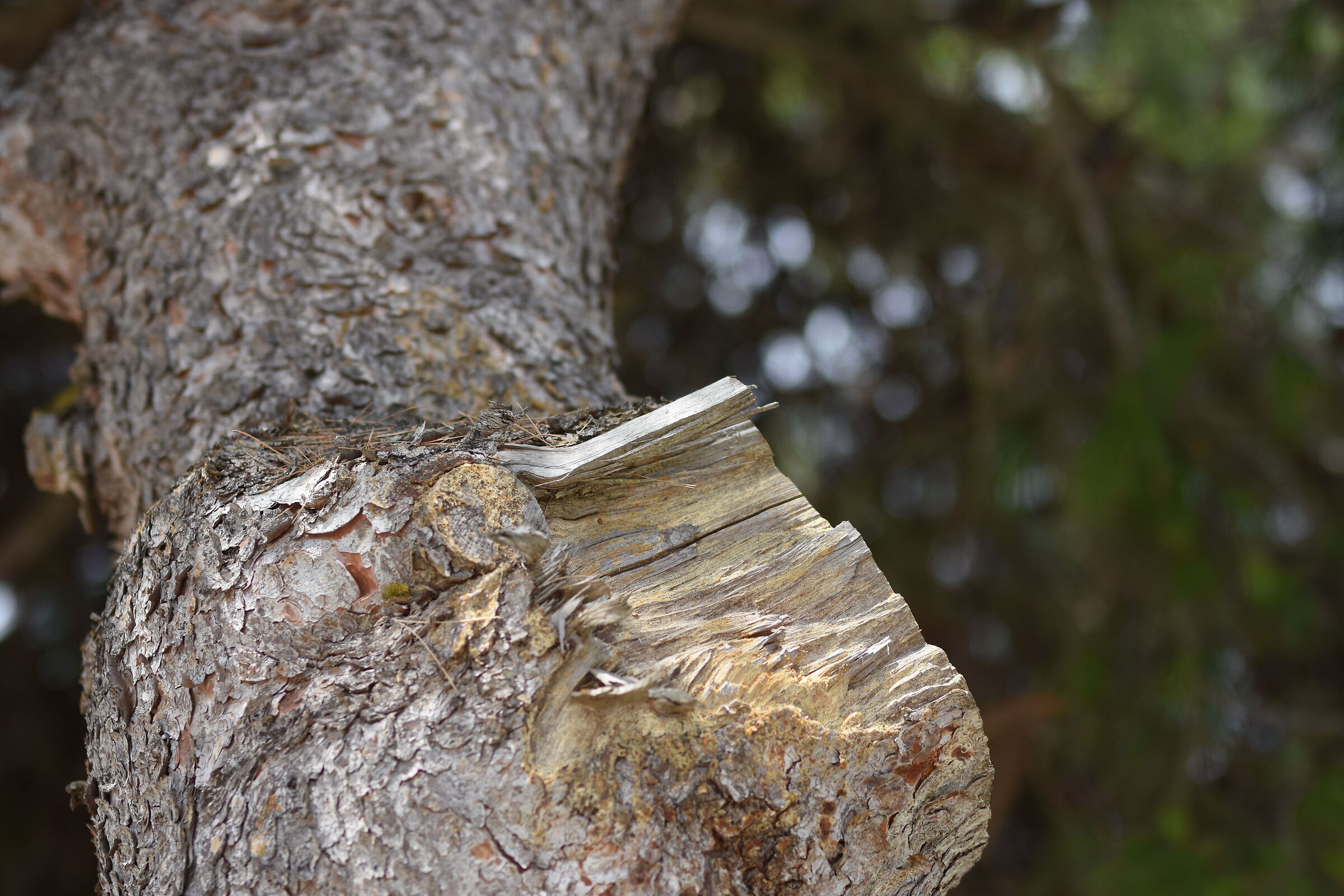 "F. 1.7", Sigma 85, 1.4 Art- 1/ 8.0 0 0, ISO 250
