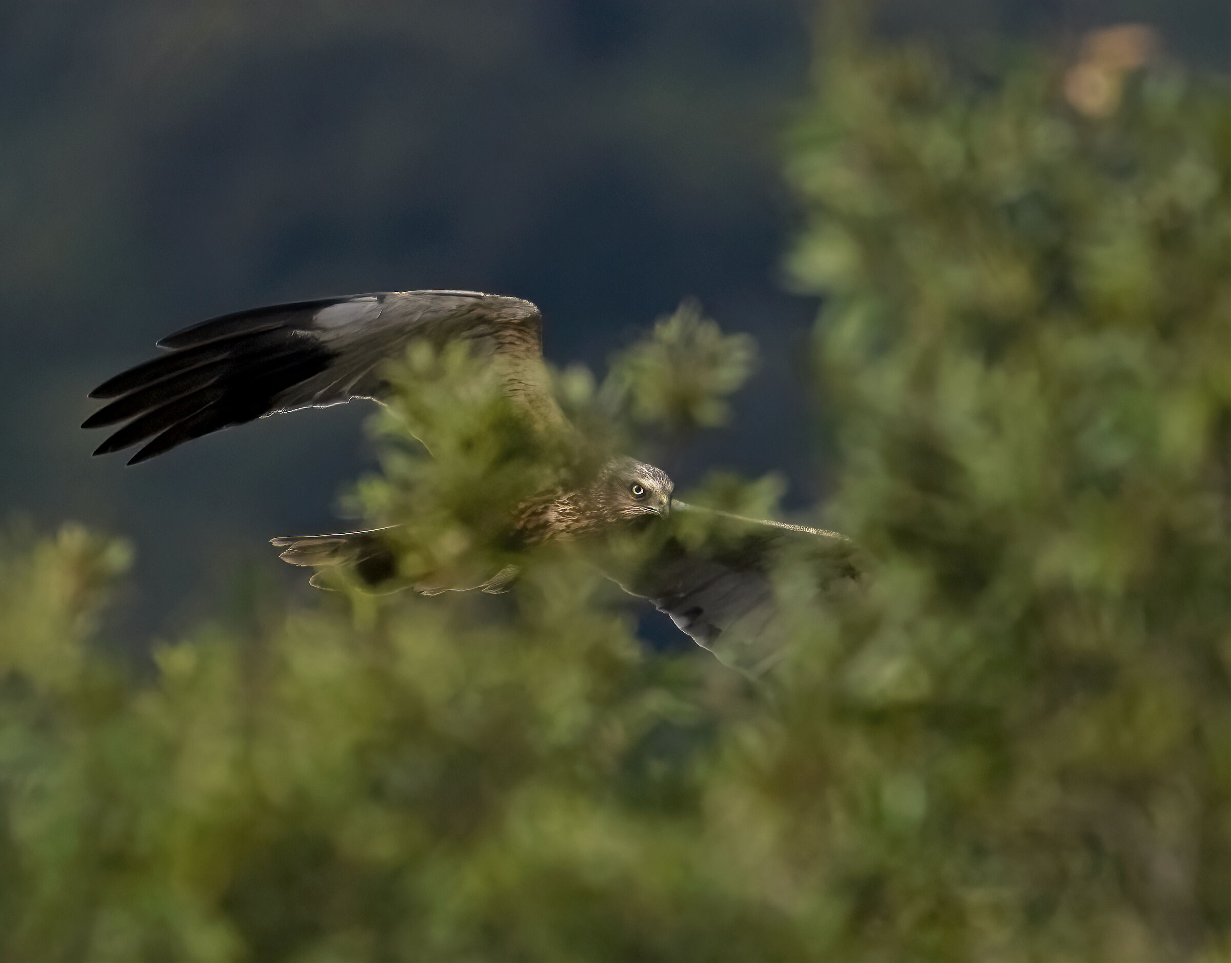 tra i rami ...Falco palude (m)