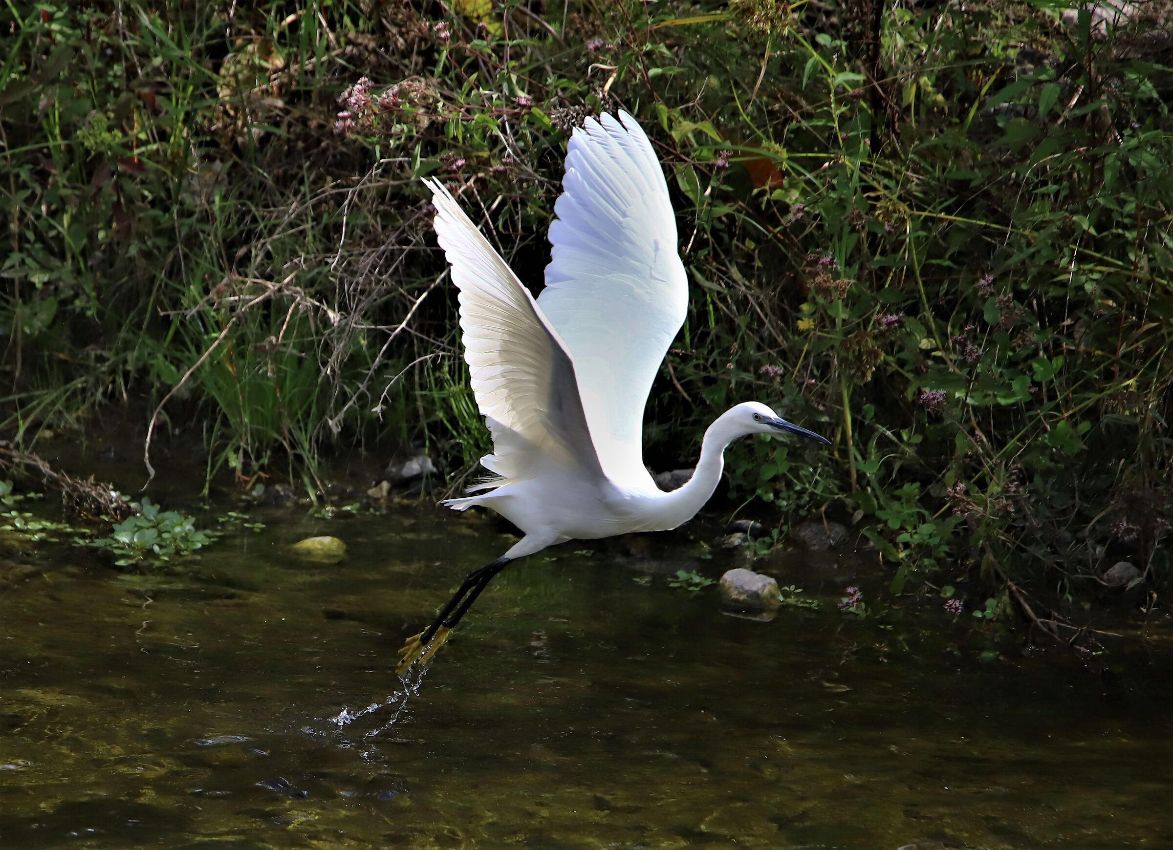 lo stacco della Garzetta