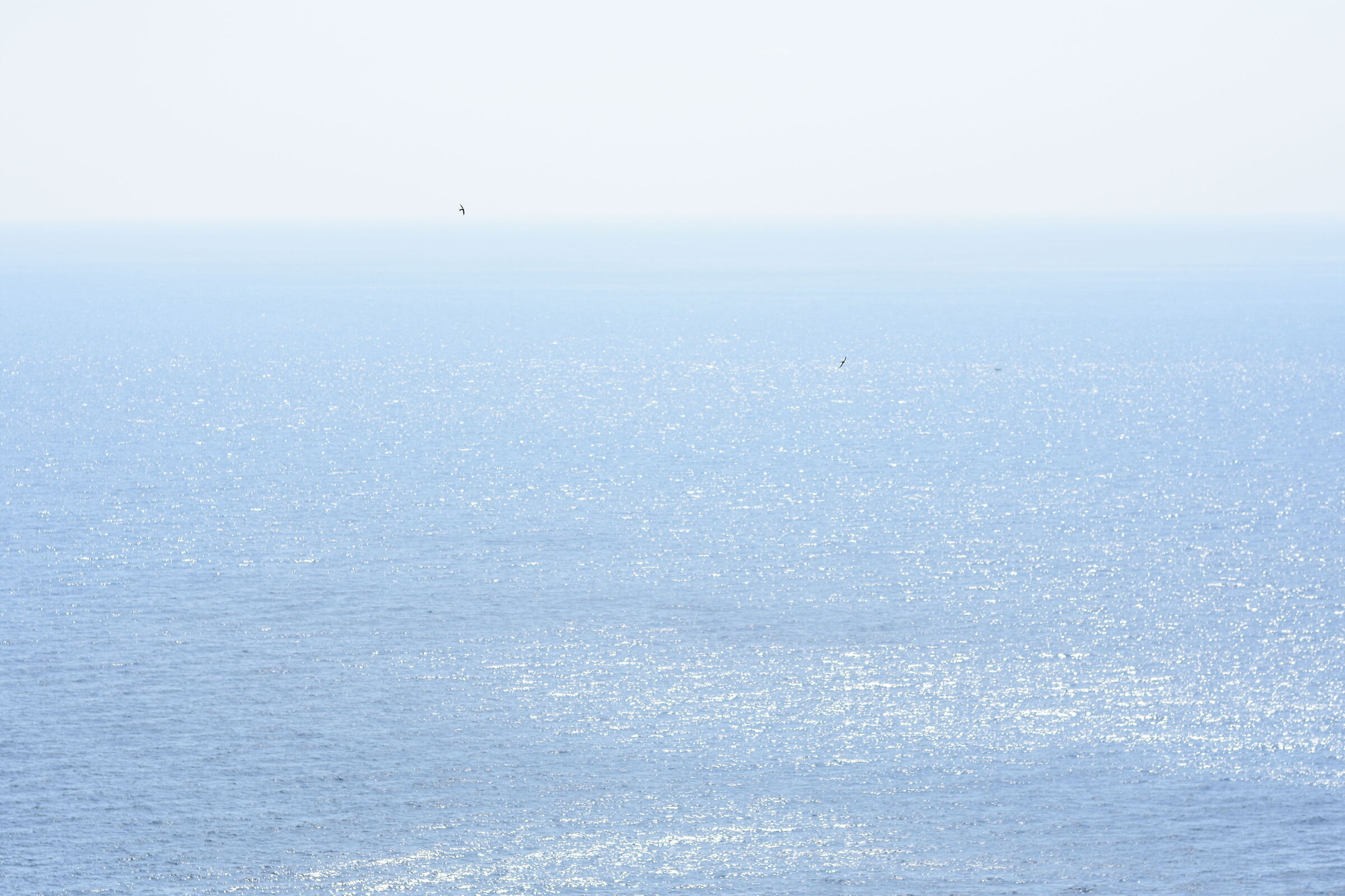 " F 2.8 ", Sigma 85, 1.4 Art- 1/ 8.0 0 0, ISO 250