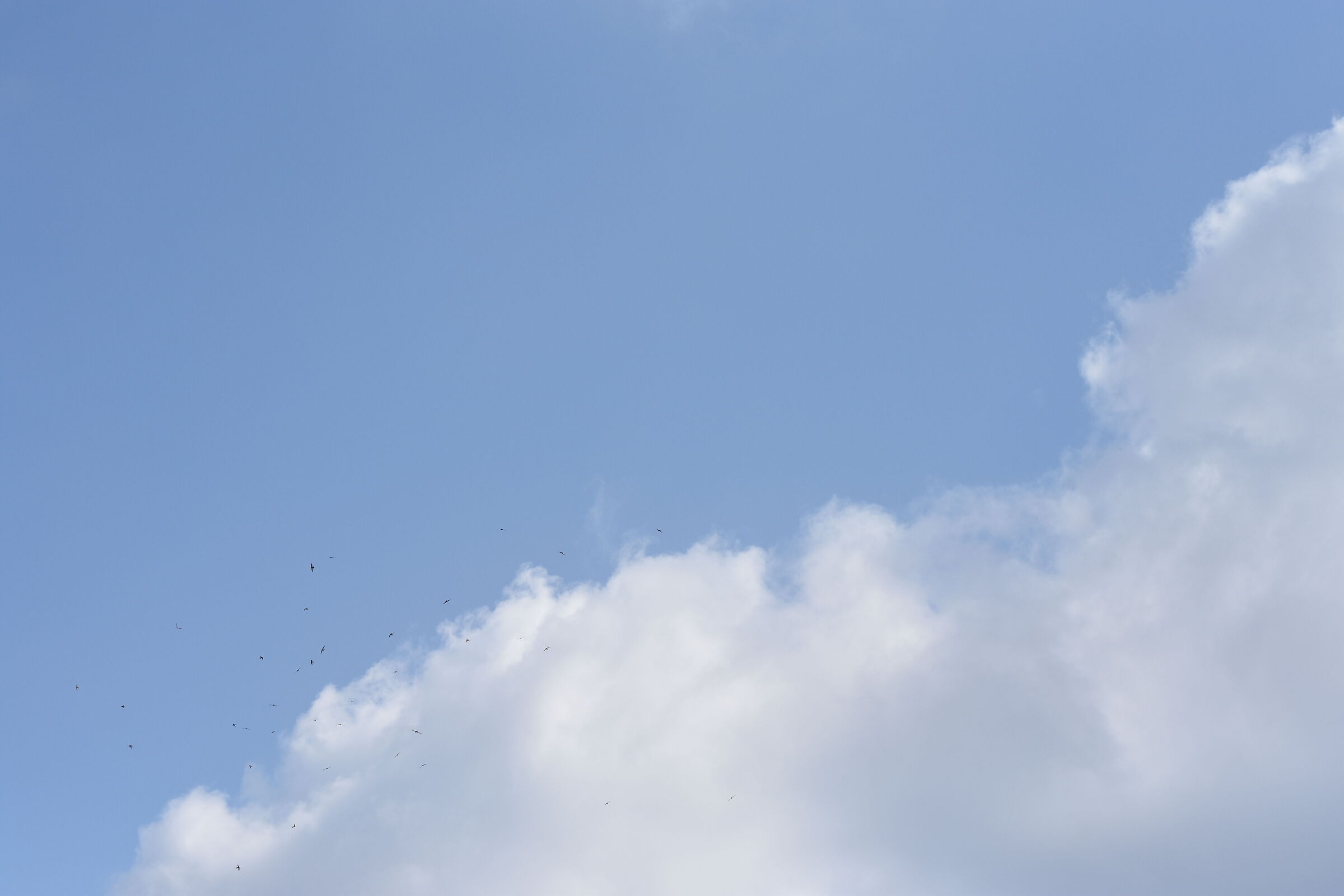 " F. 3.3 ", Sigma 85, 1.4 Art- 1/ 8.0 0 0, ISO 250