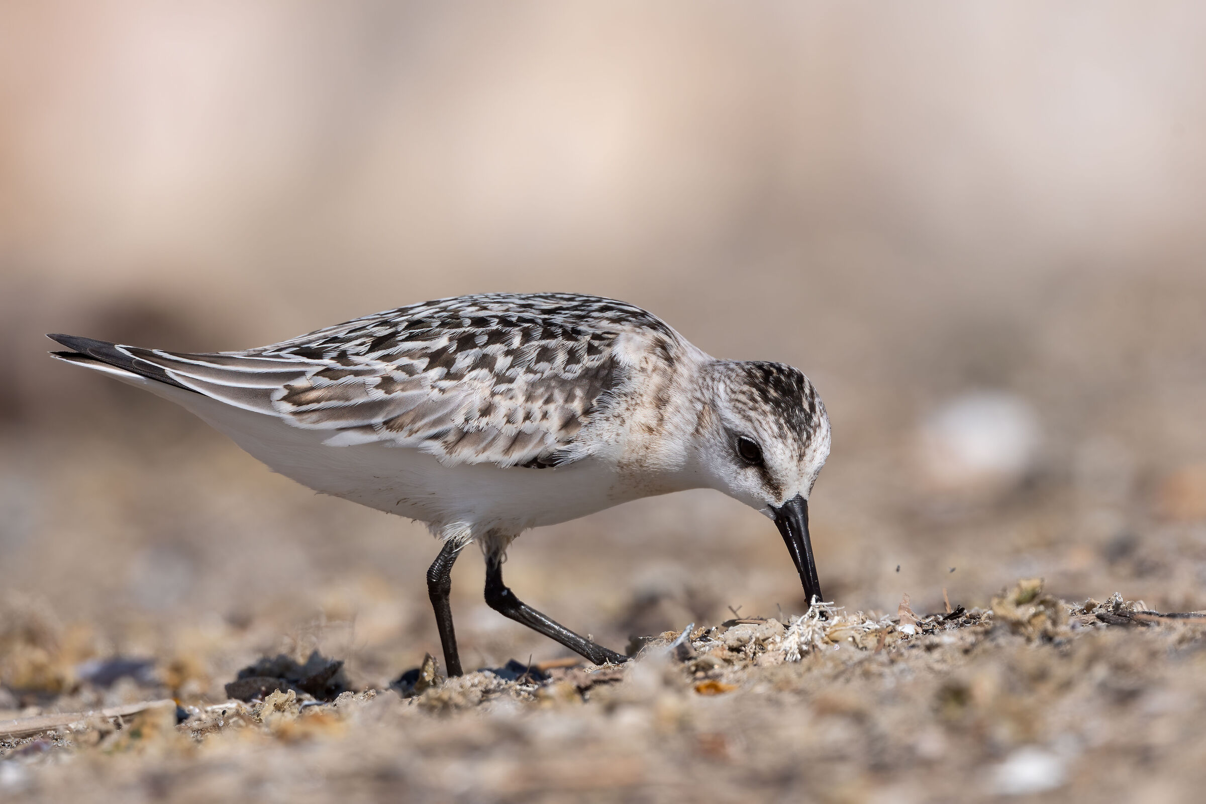 Piovanello tridattilo