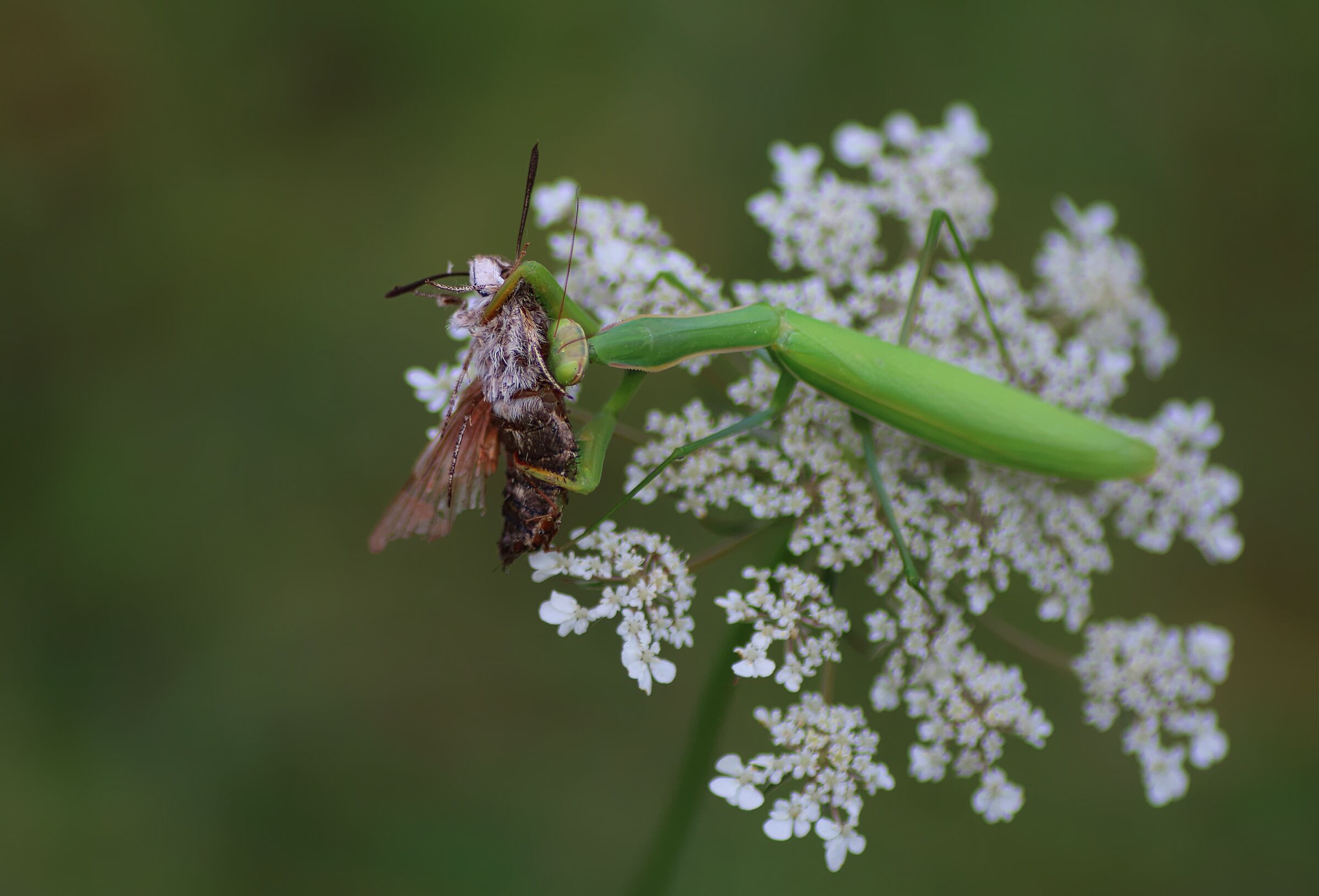Sfinge del galio predata