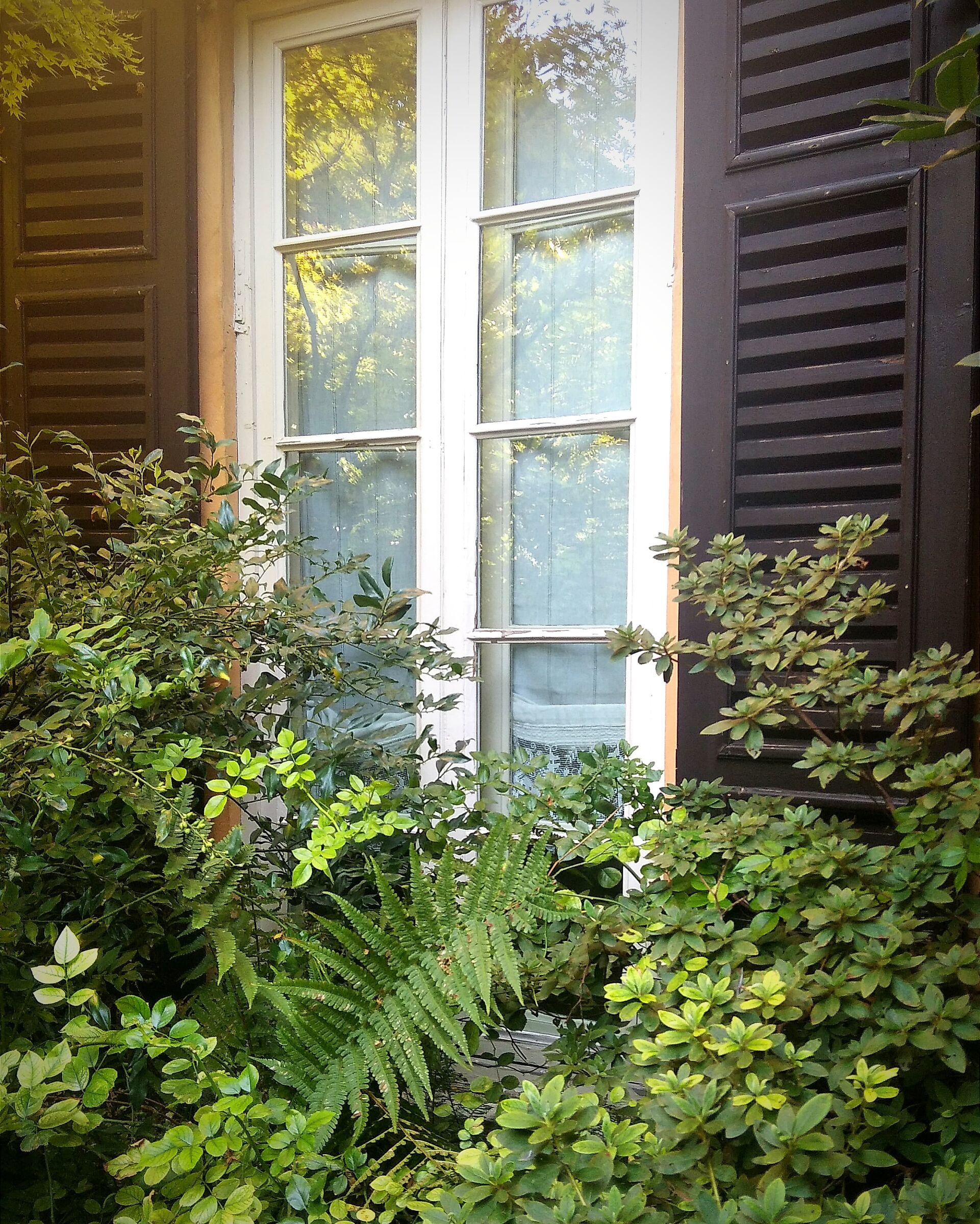 The window on the courtyard