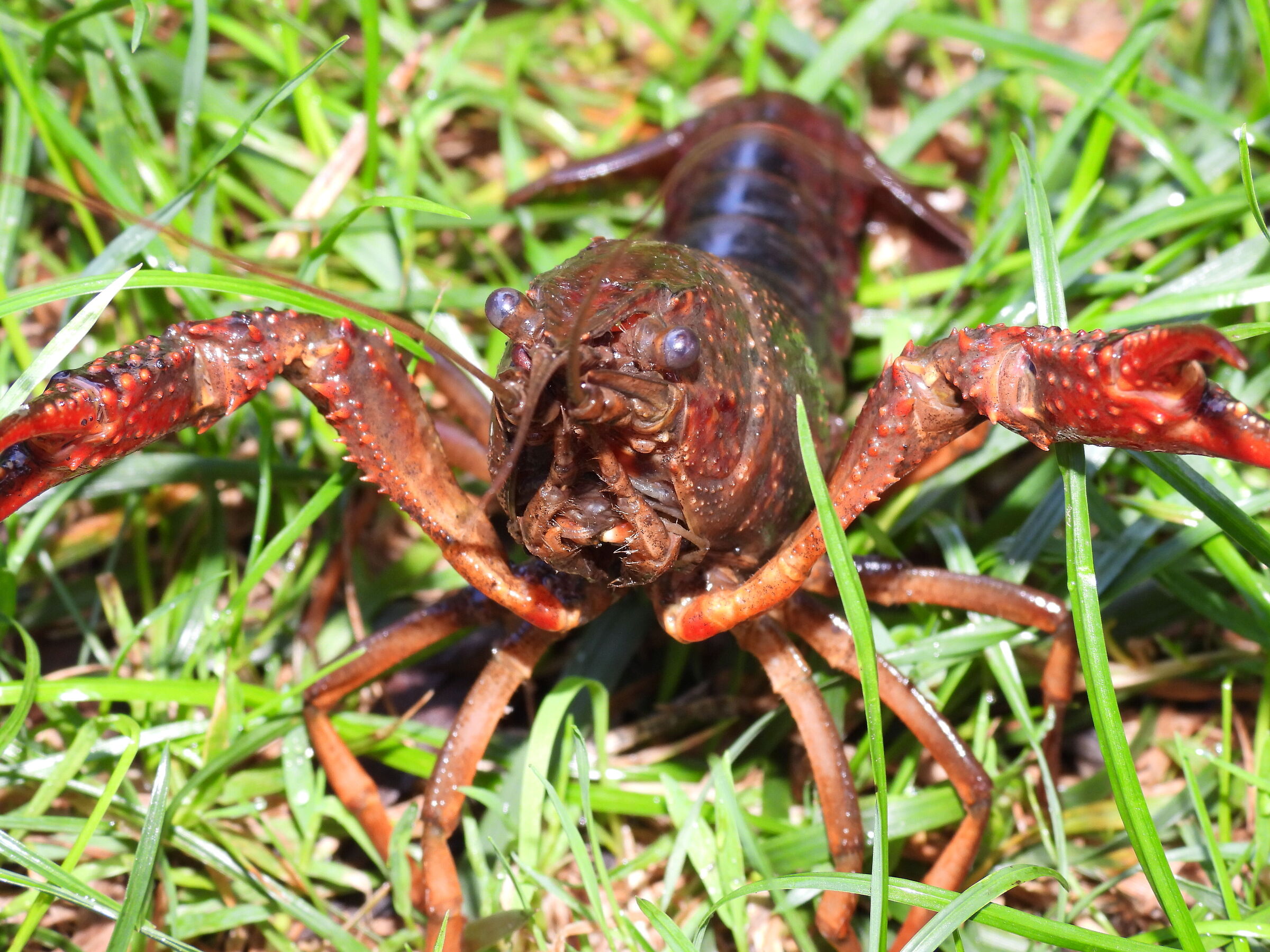 Louisiana Red Shrimp