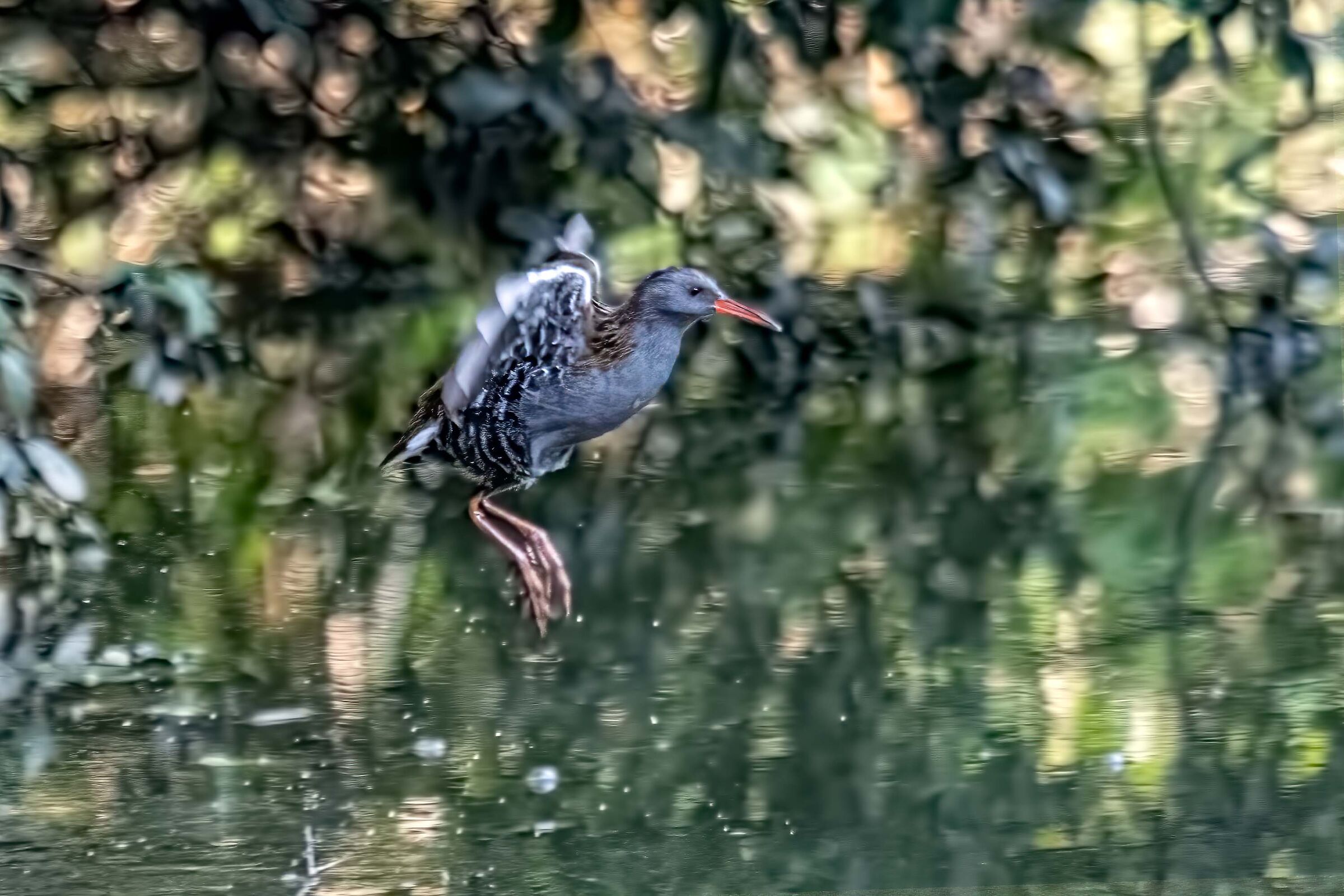 Water rail