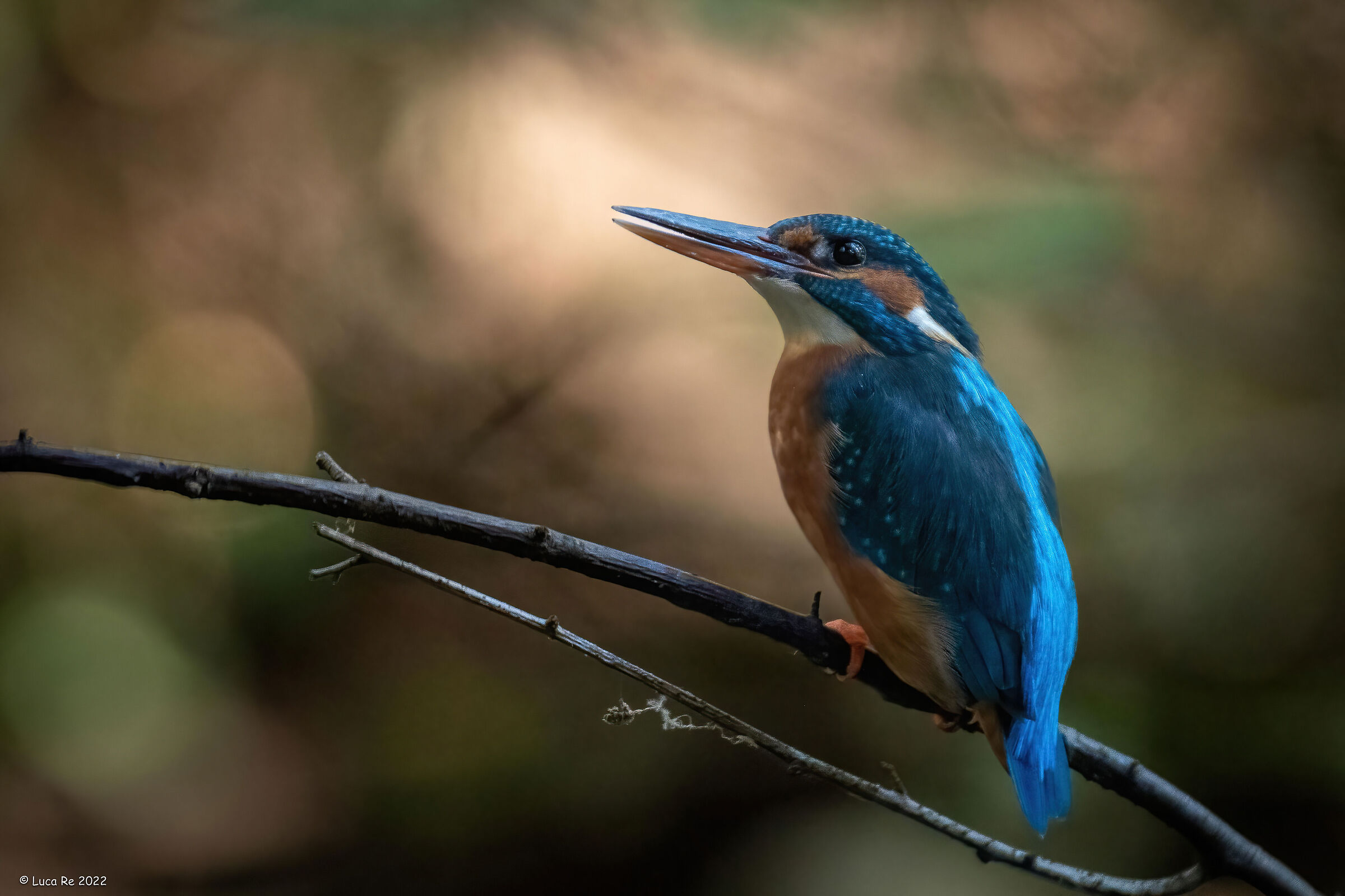 Kingfisher Female