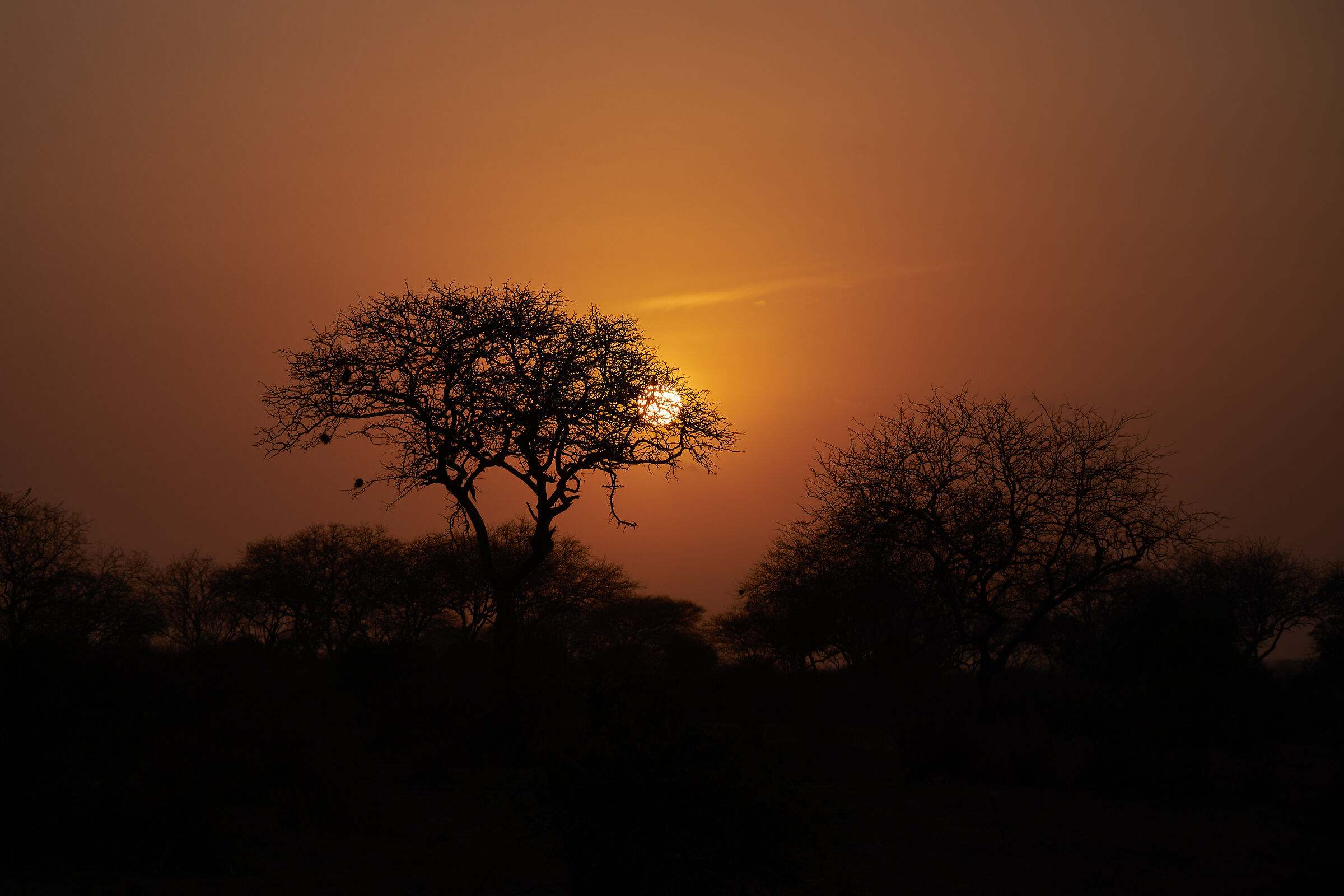 Alba allo Tsavo East