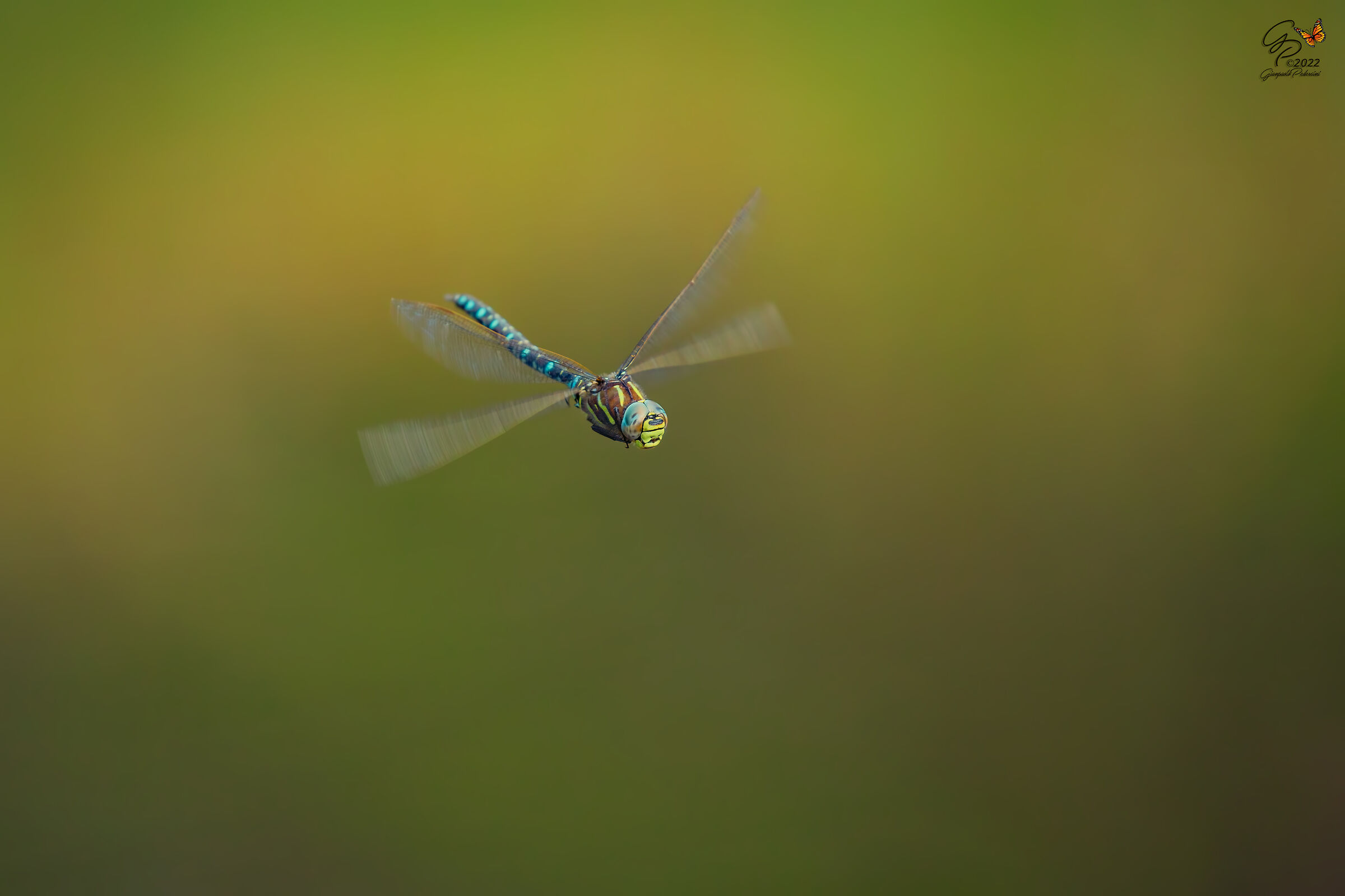 Aeshna juncea  (maschio)