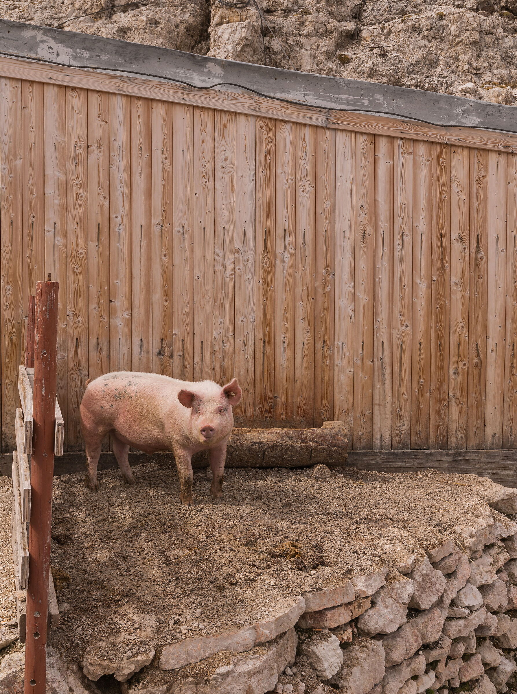 The lunar piglet...