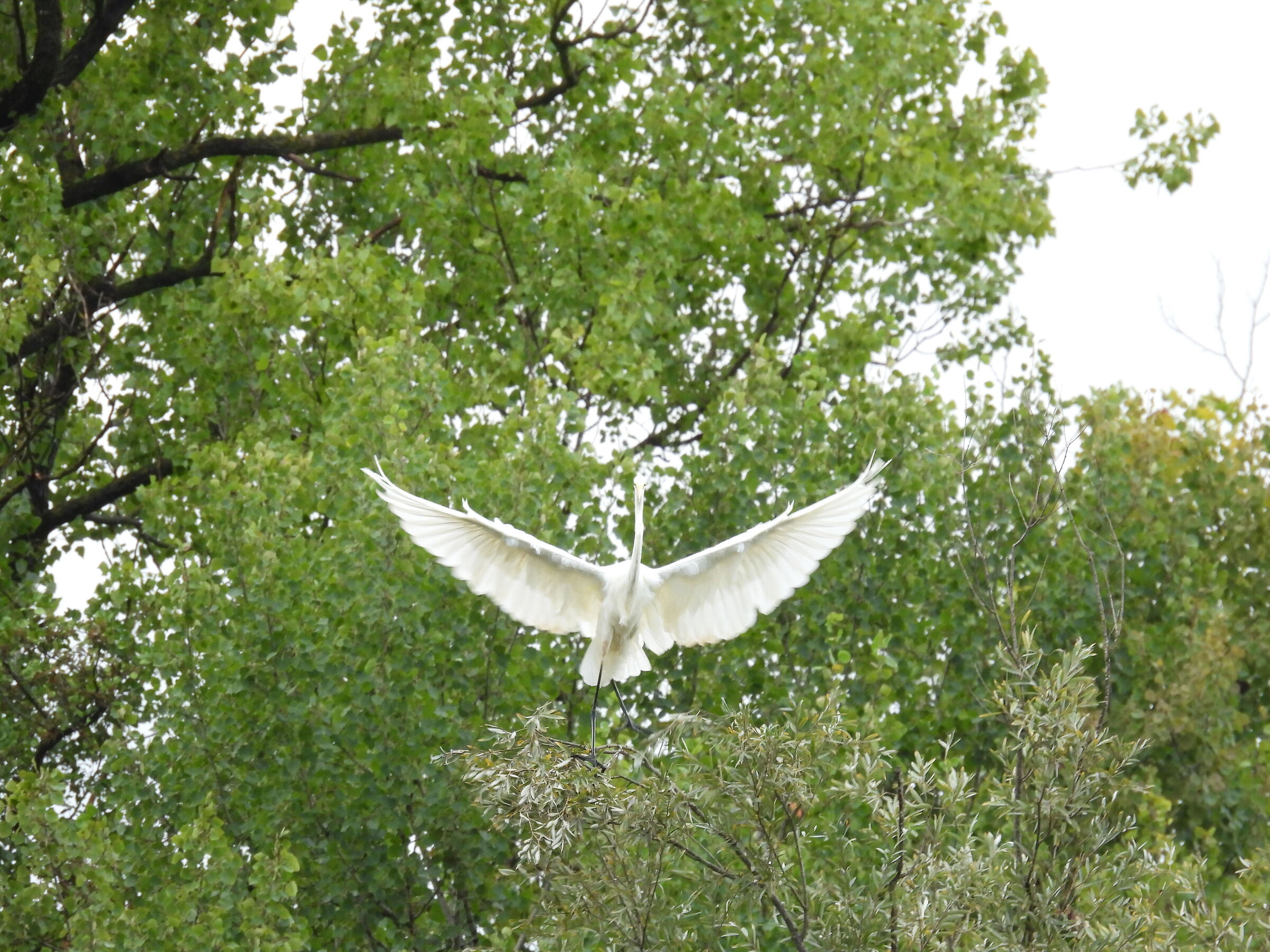 Greater white heron with outstretched wings
