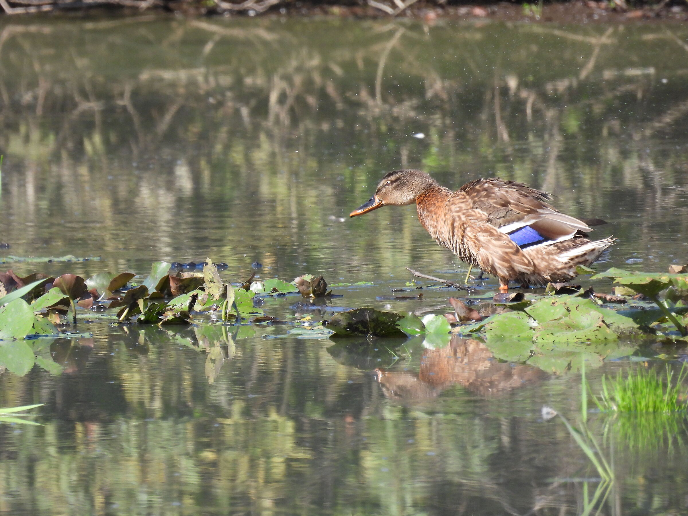 Mallard shaking off the water