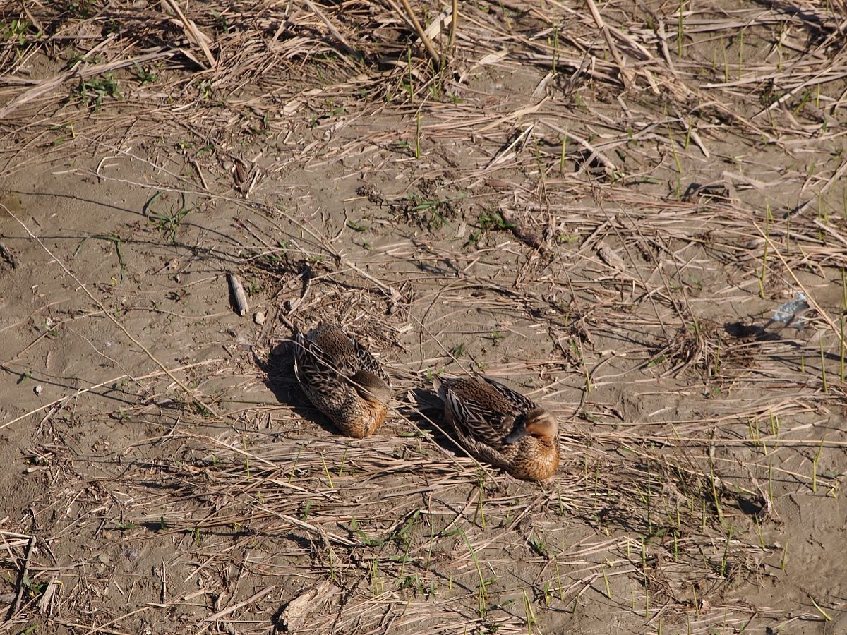 Park And Enza Montecchio
