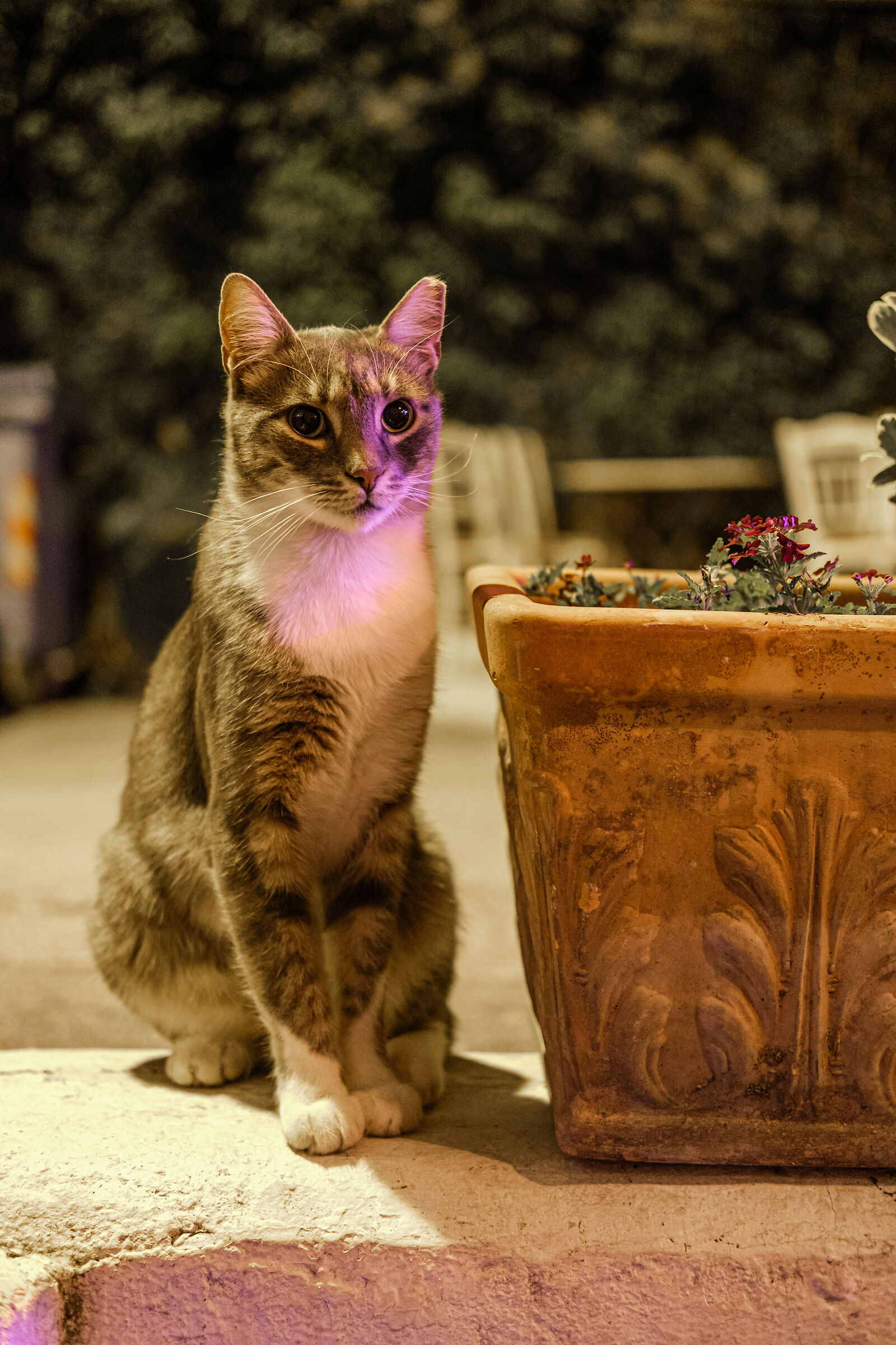 Chios island - Greece