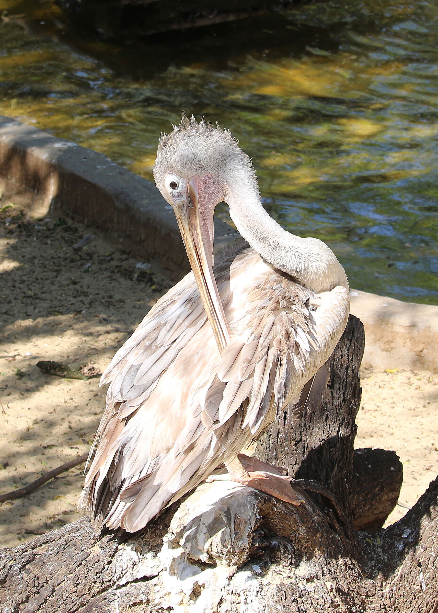 Pelican