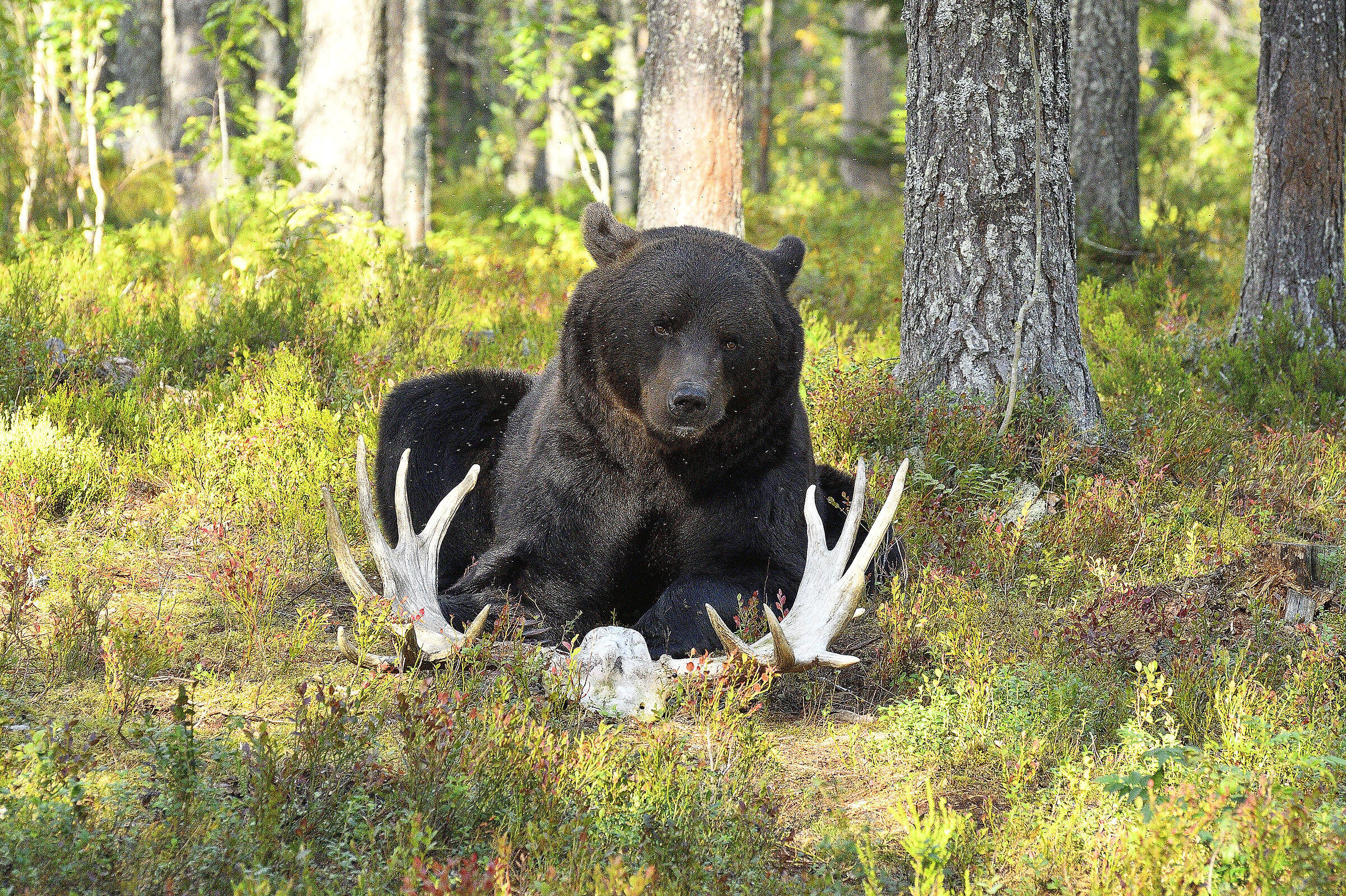 Memories of predation..