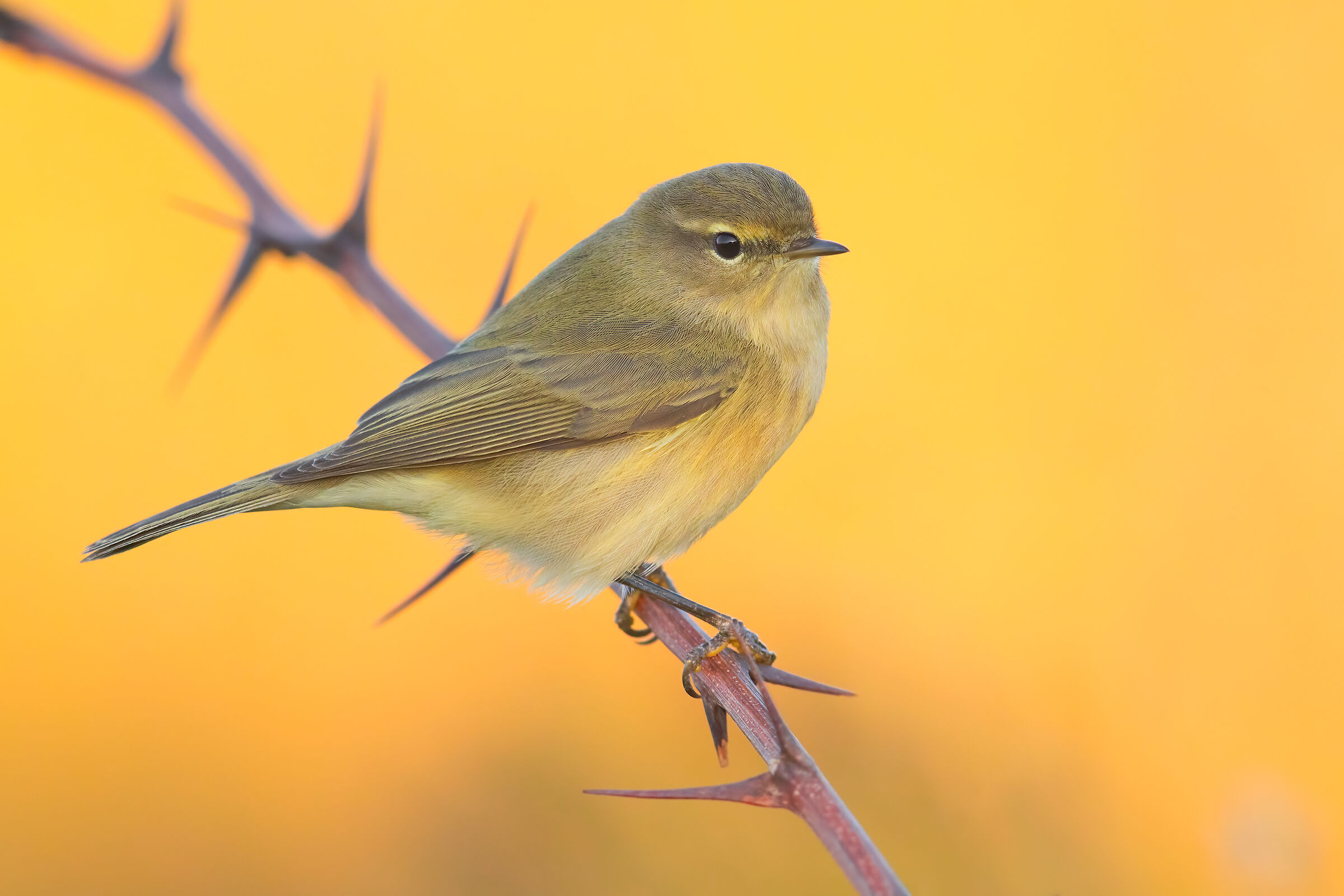 Chiffchaff