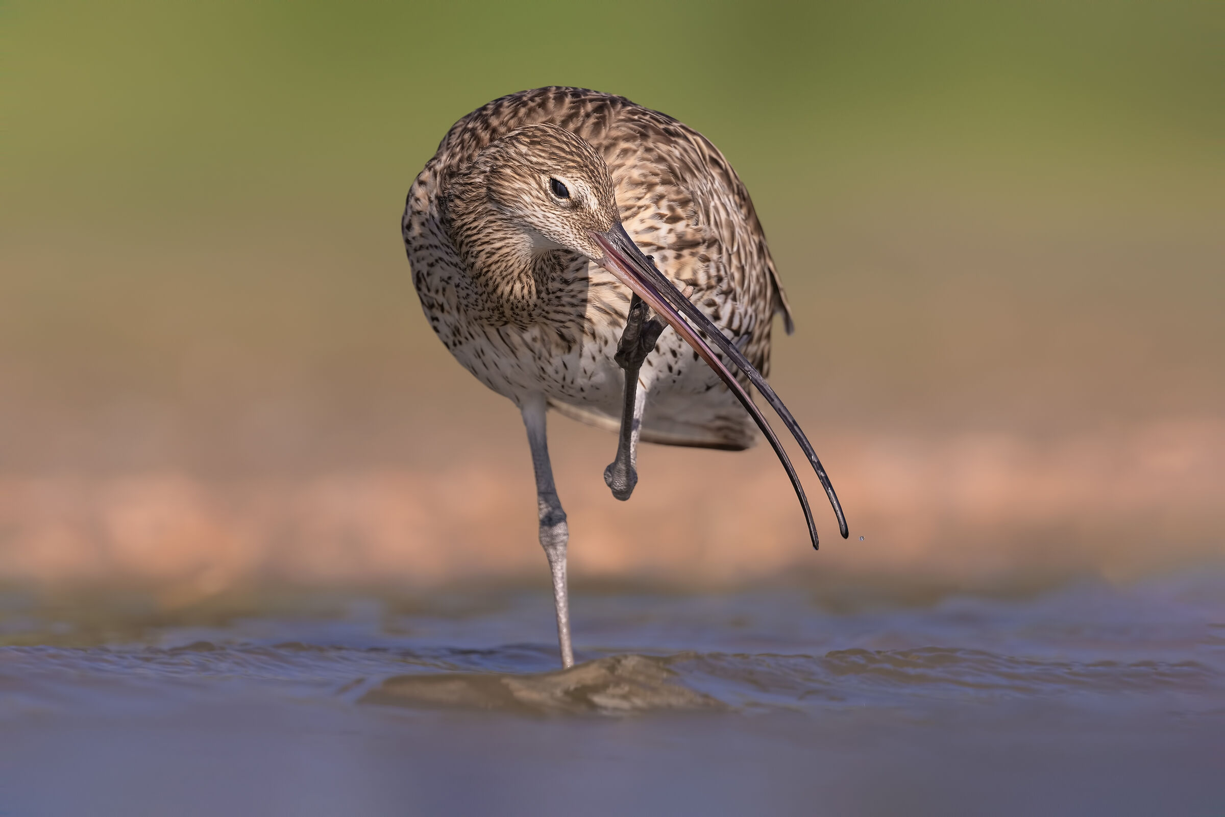 An annoying itch