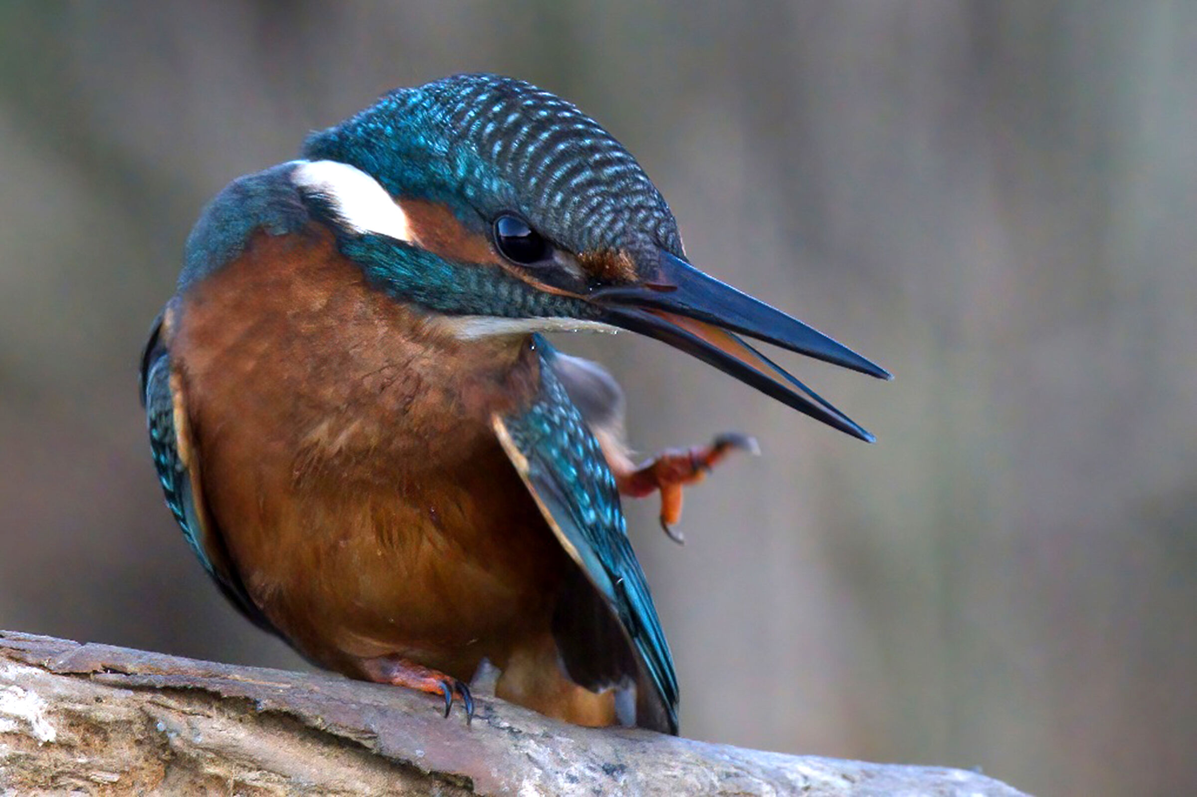 kingfisher
