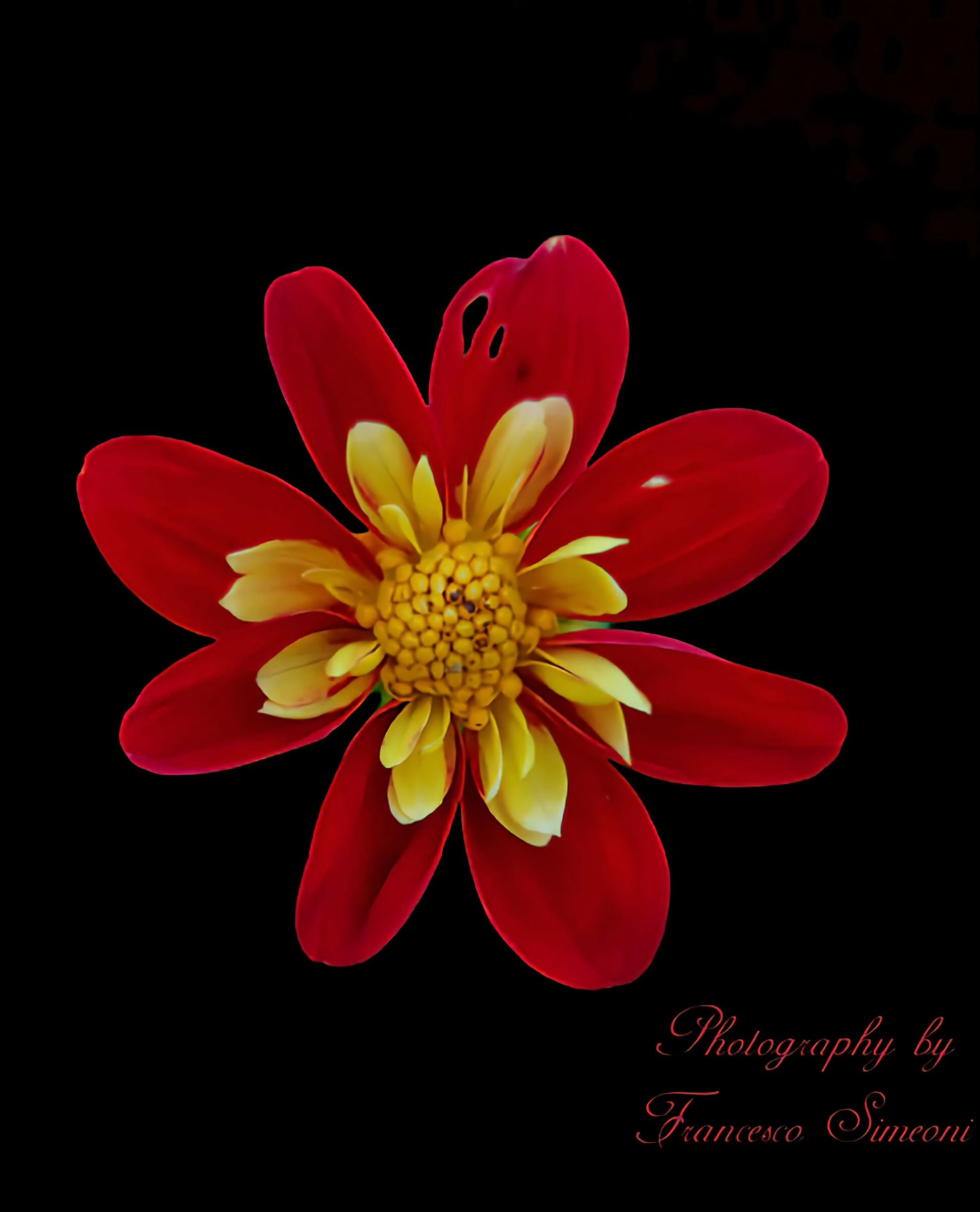 Dalia