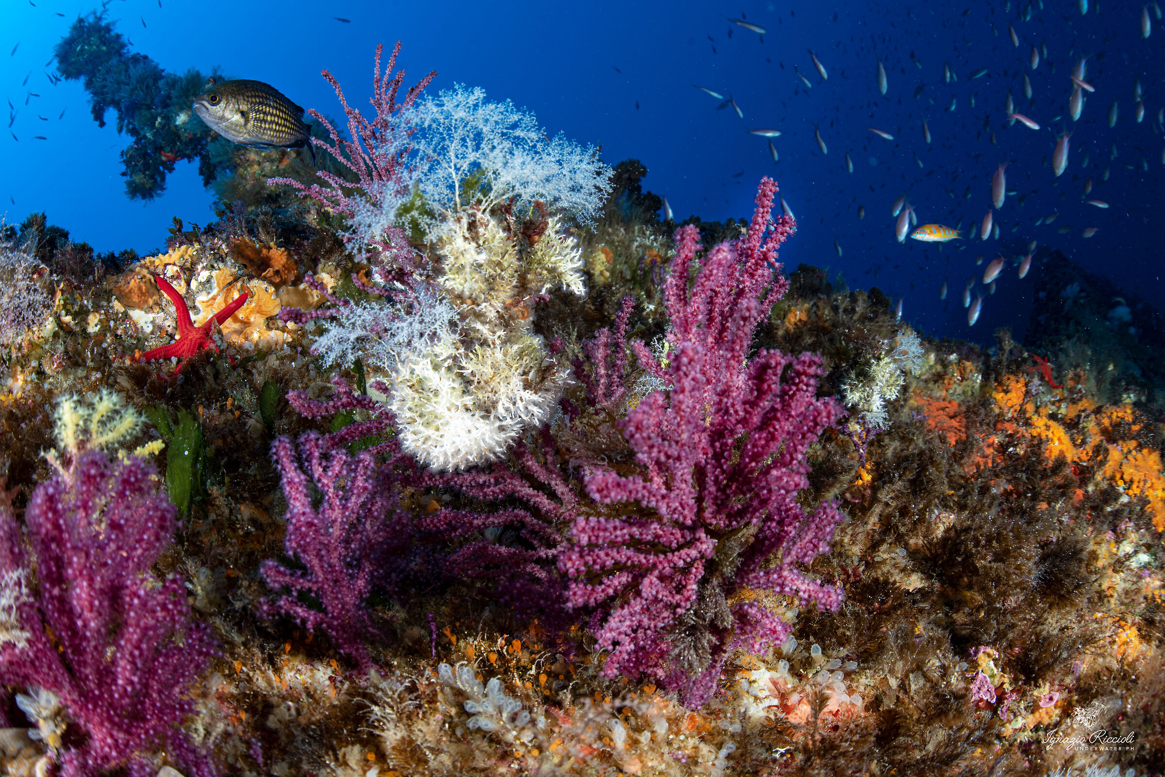 Paramuricea clavata.