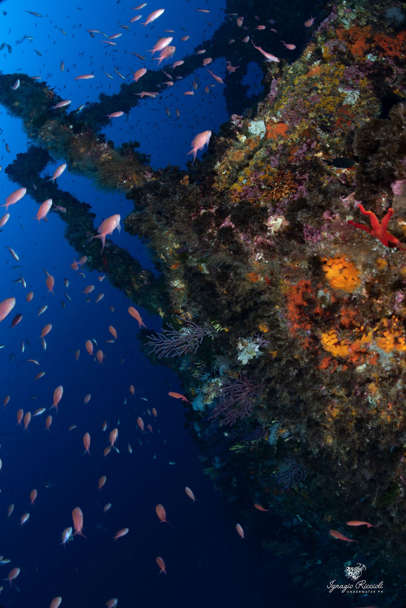 Paramuricea clavata.