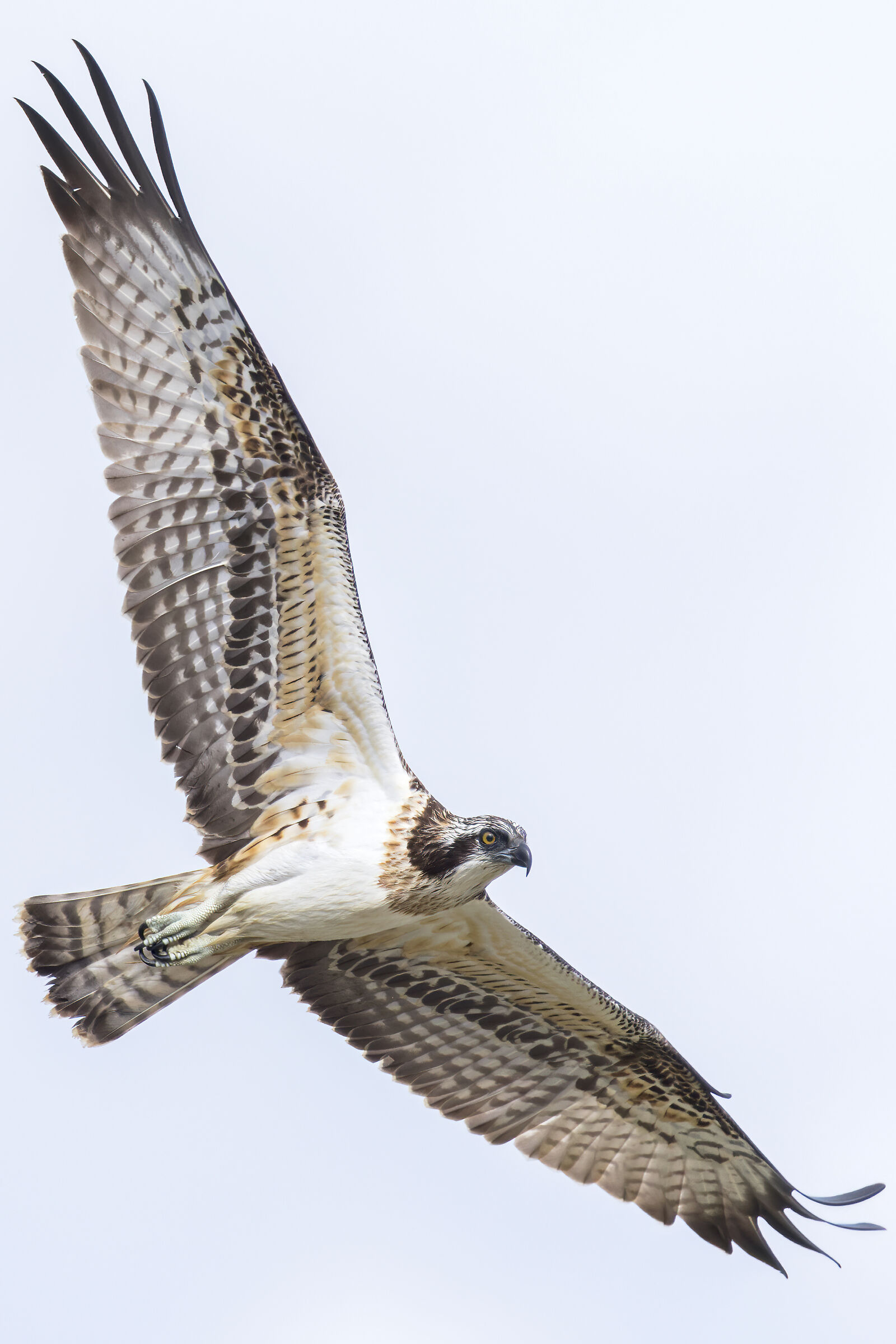 Falco pescatore (Pandion haliaetus)