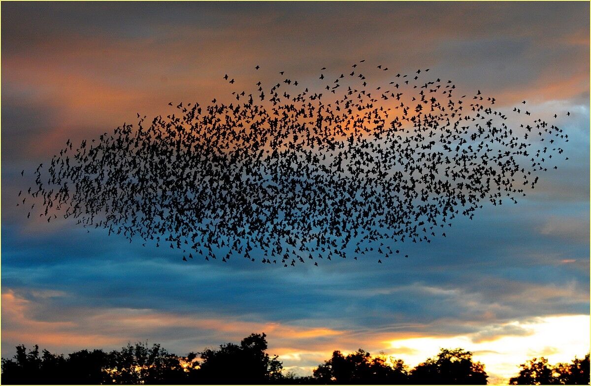 '' sunset starlings ''