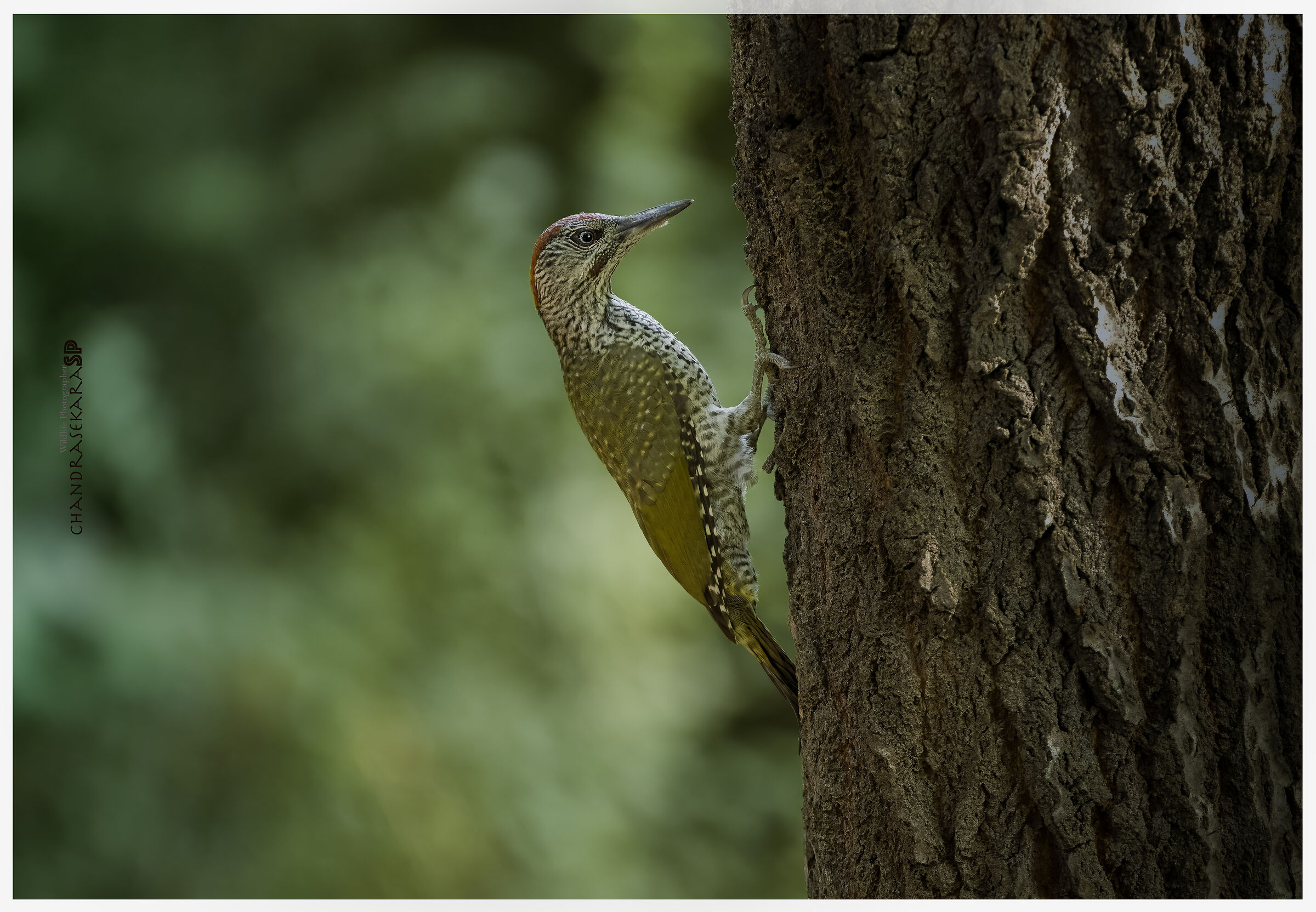 green woodpecker