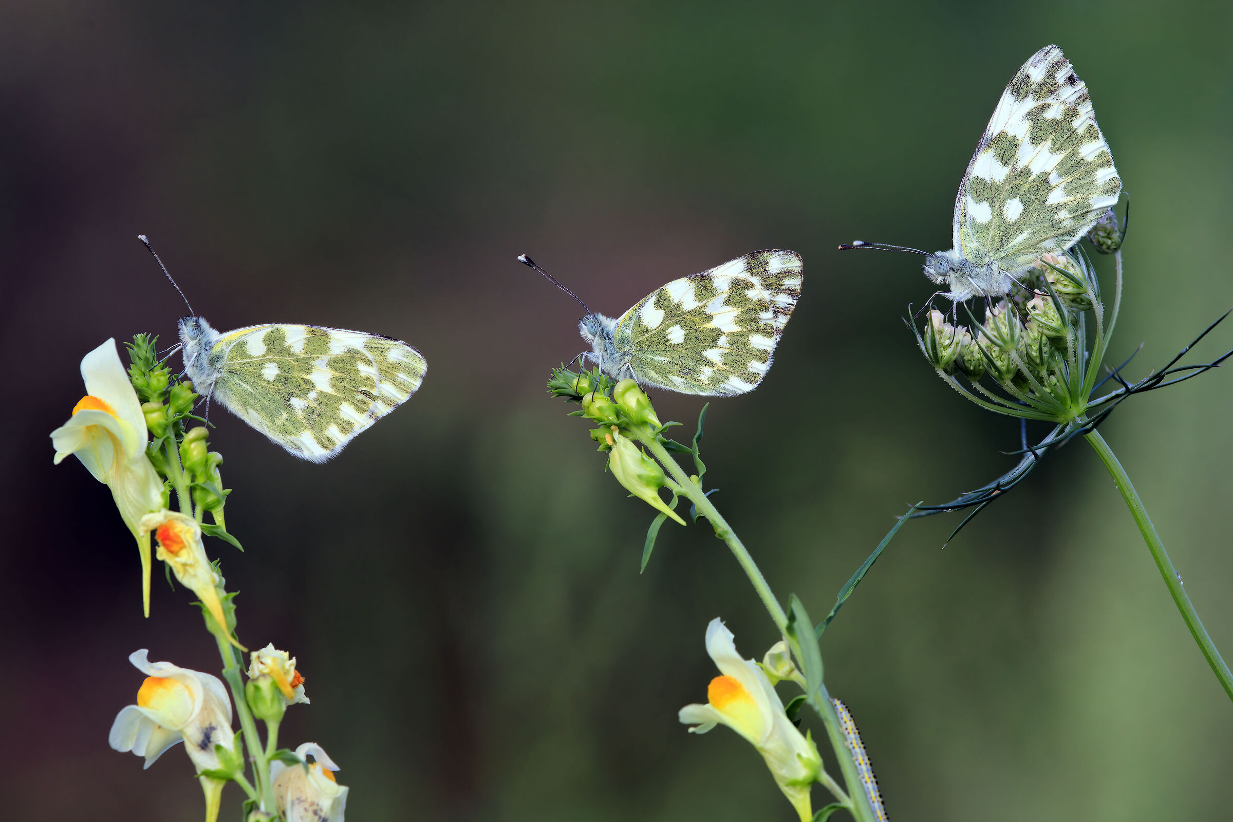 Pontia Edusa family with guest