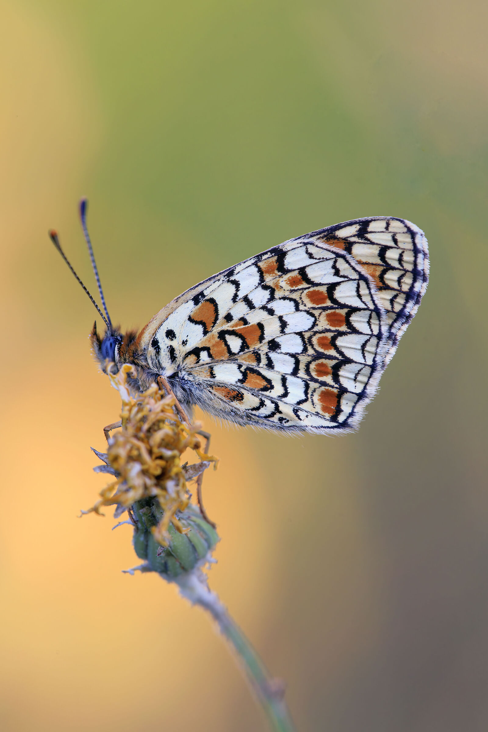 Melitaea Didyma