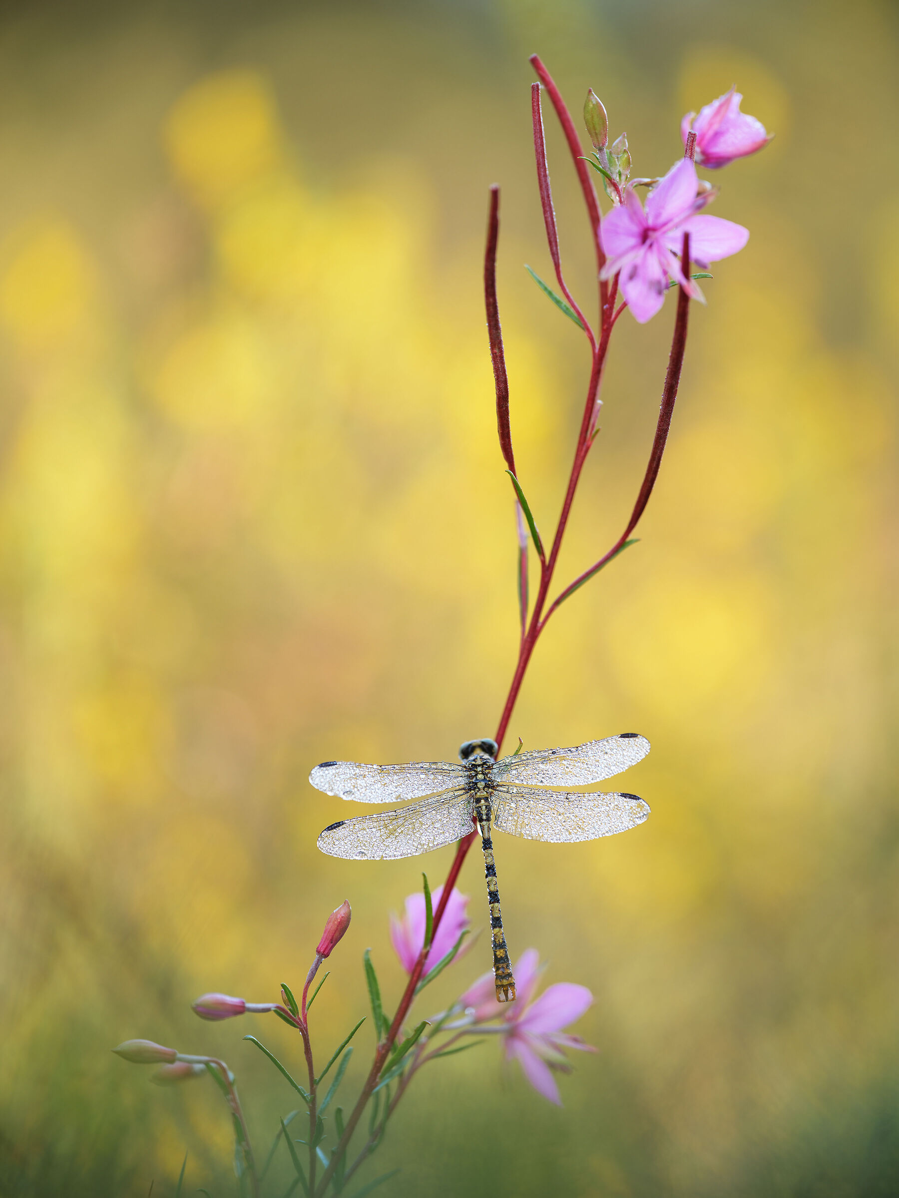 Onychogomphus forcipatus