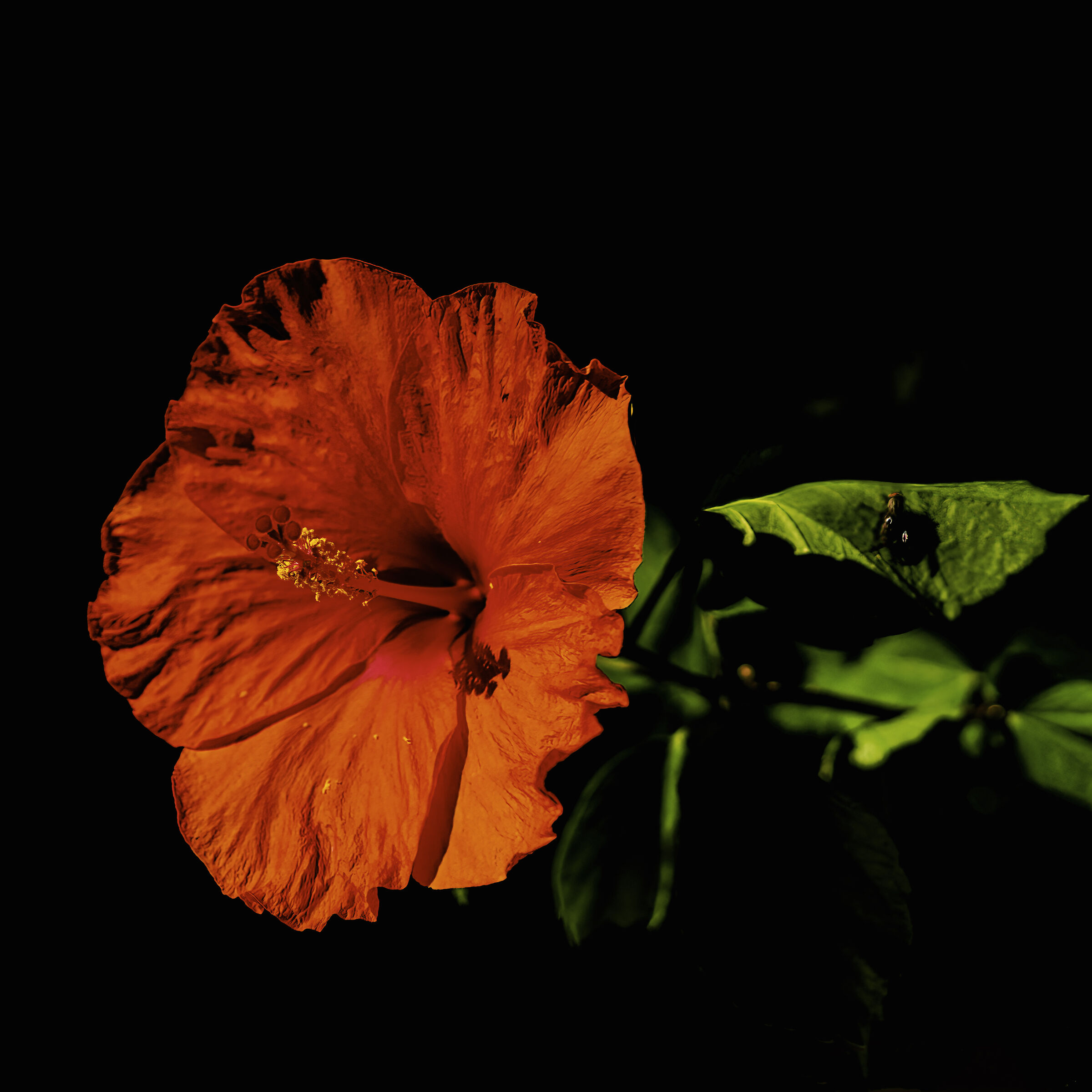 Fiore con ospite
