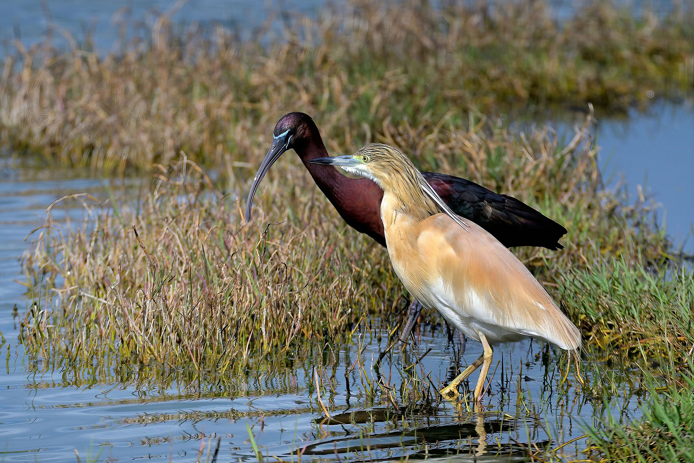 Sgarza ciuffetto e Mignattaio