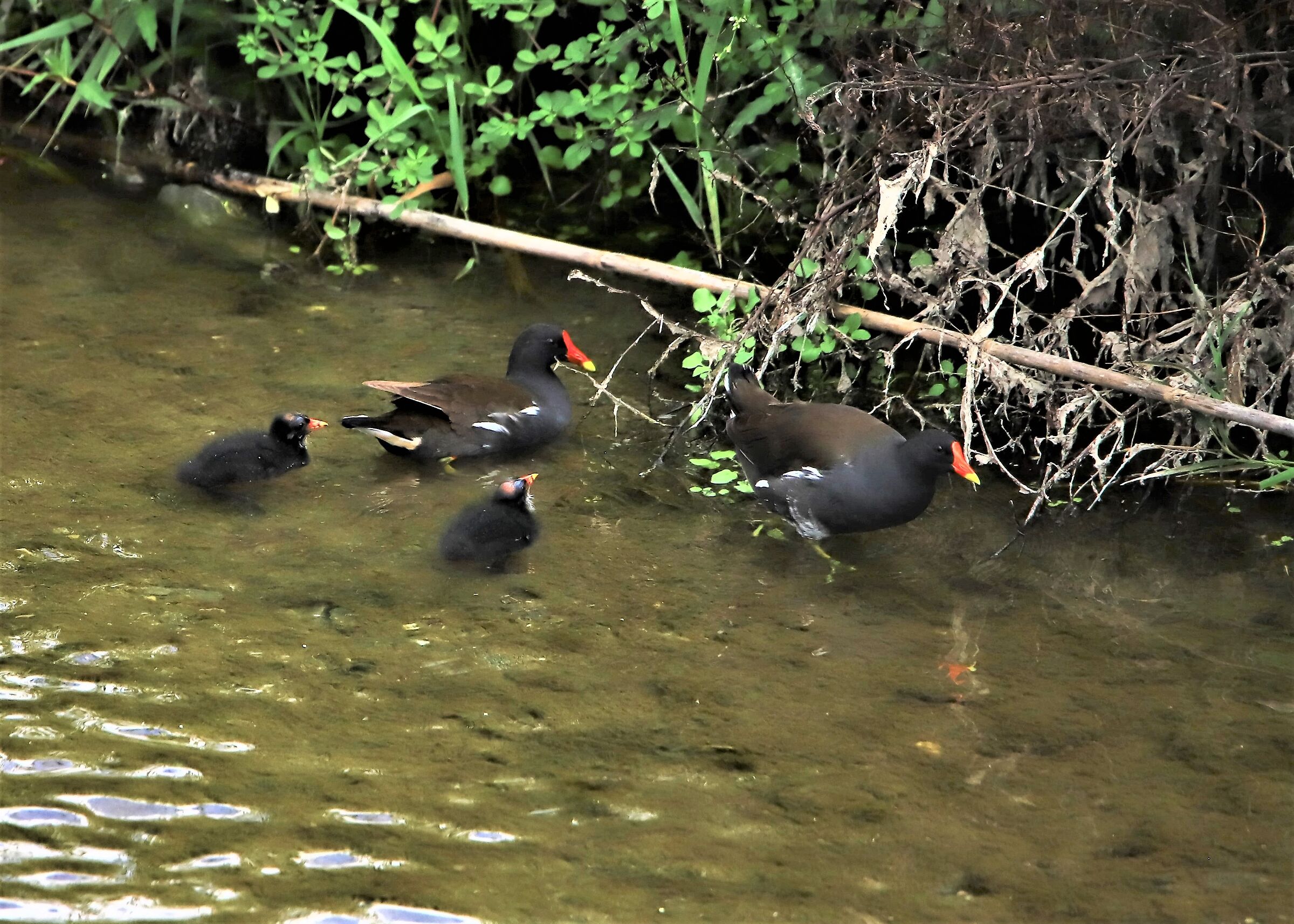 La famiglia "Gallinella"
