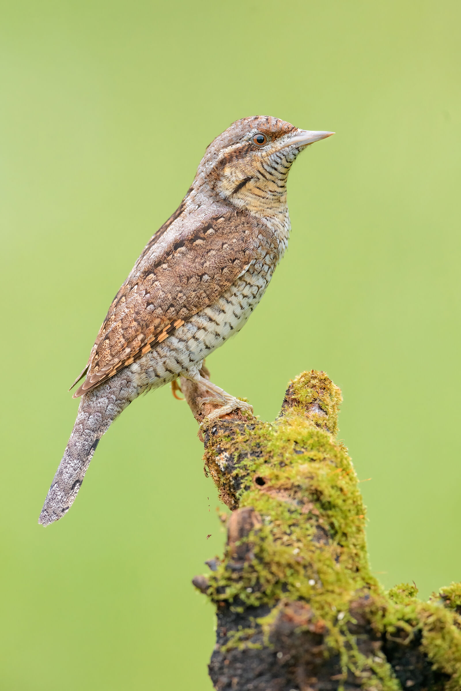 Wryneck
