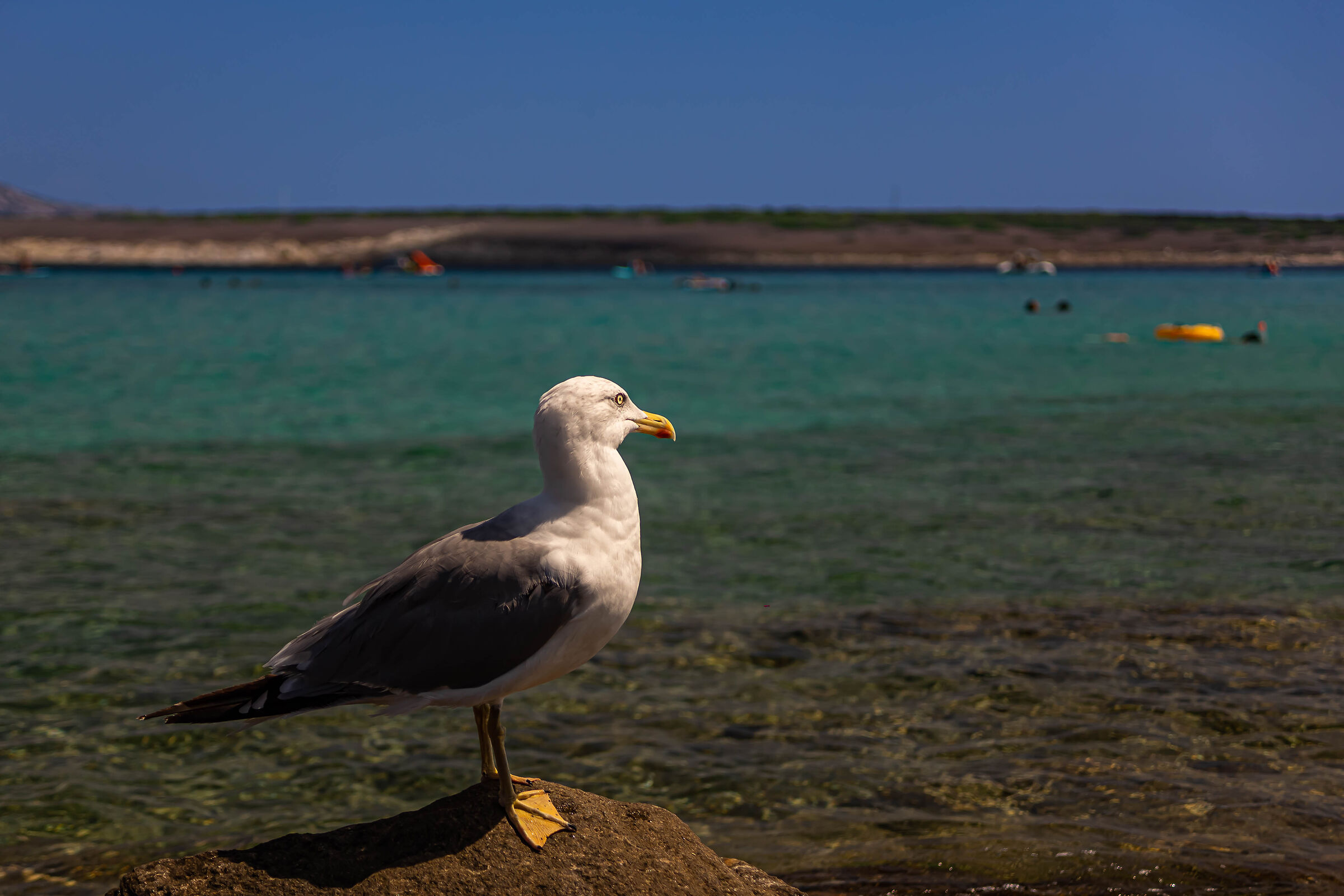 Gabbiano che scruta l'orizzonte