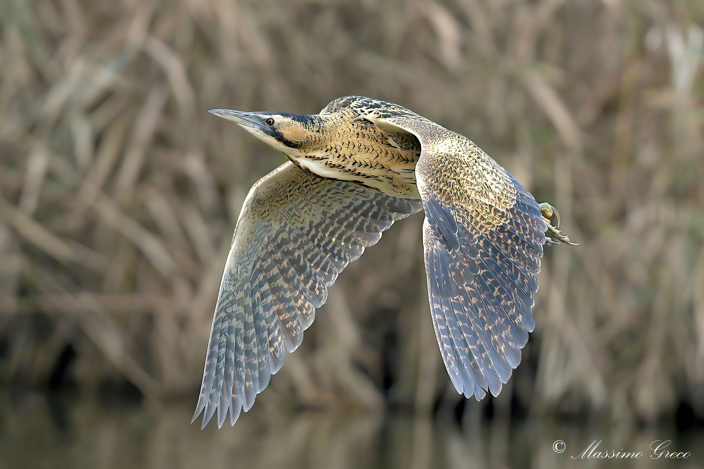 Bittern (Botaurus stellaris)