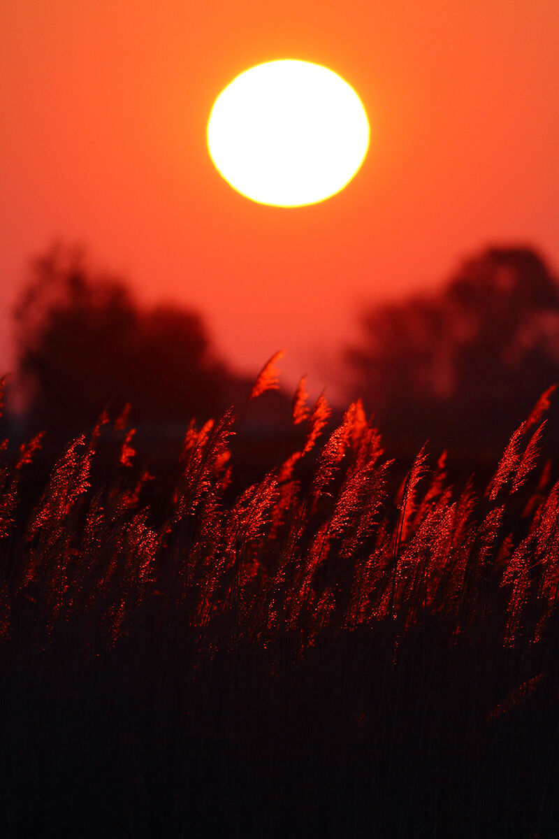 Alba in palude
