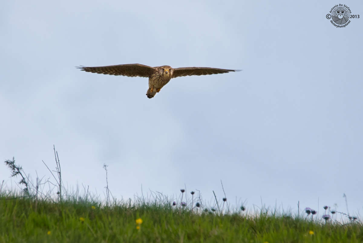 L'ultima cosa che vede il topolino...