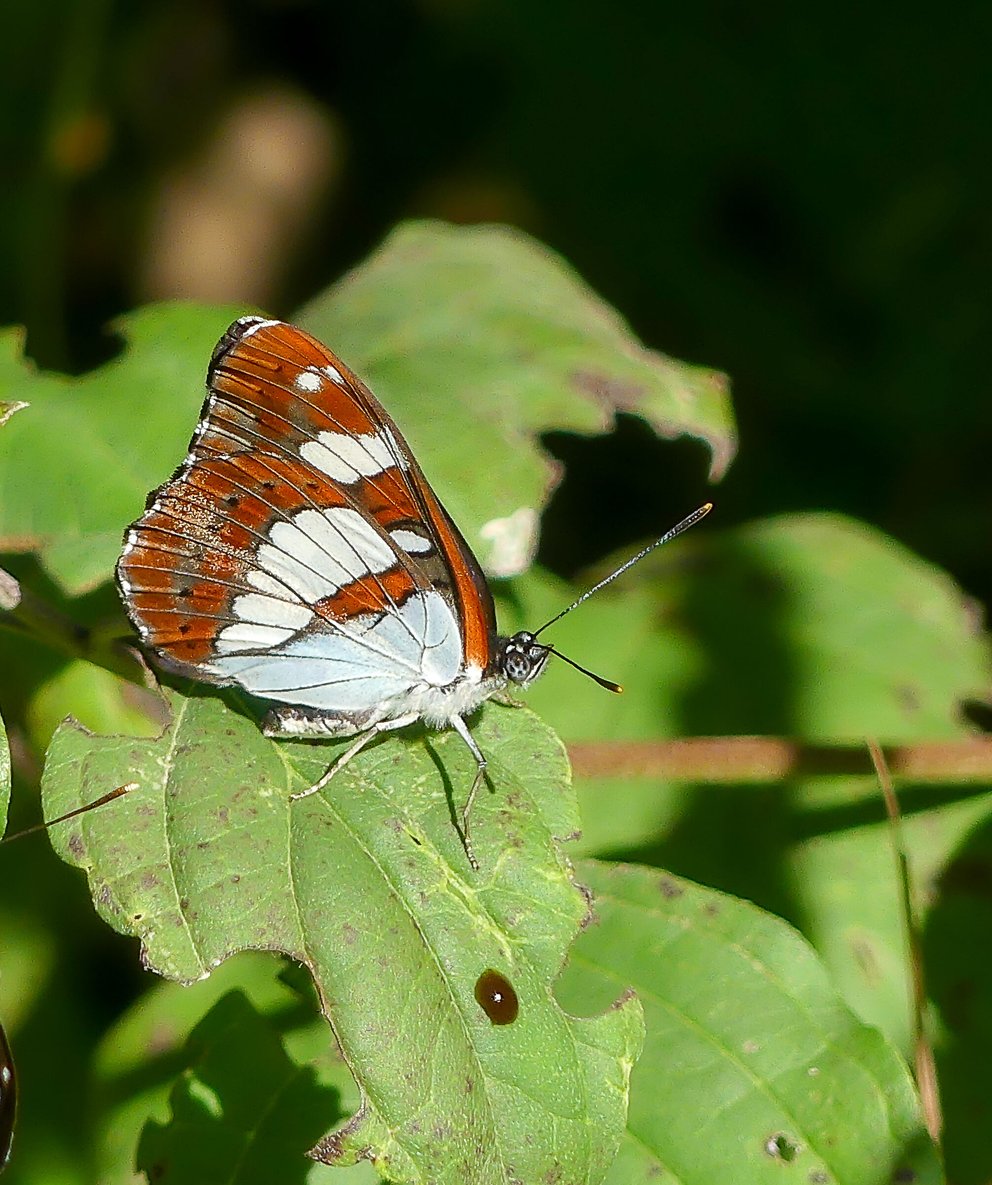 Limenitis reducta (Silvano azzurro)