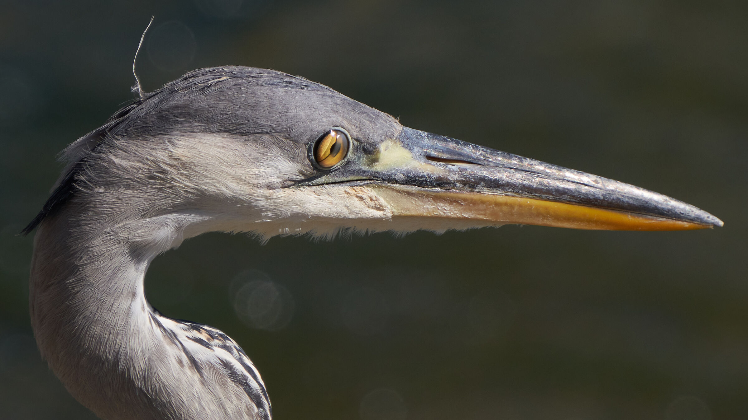 Dettaglio Airone Cenerino e membrana
