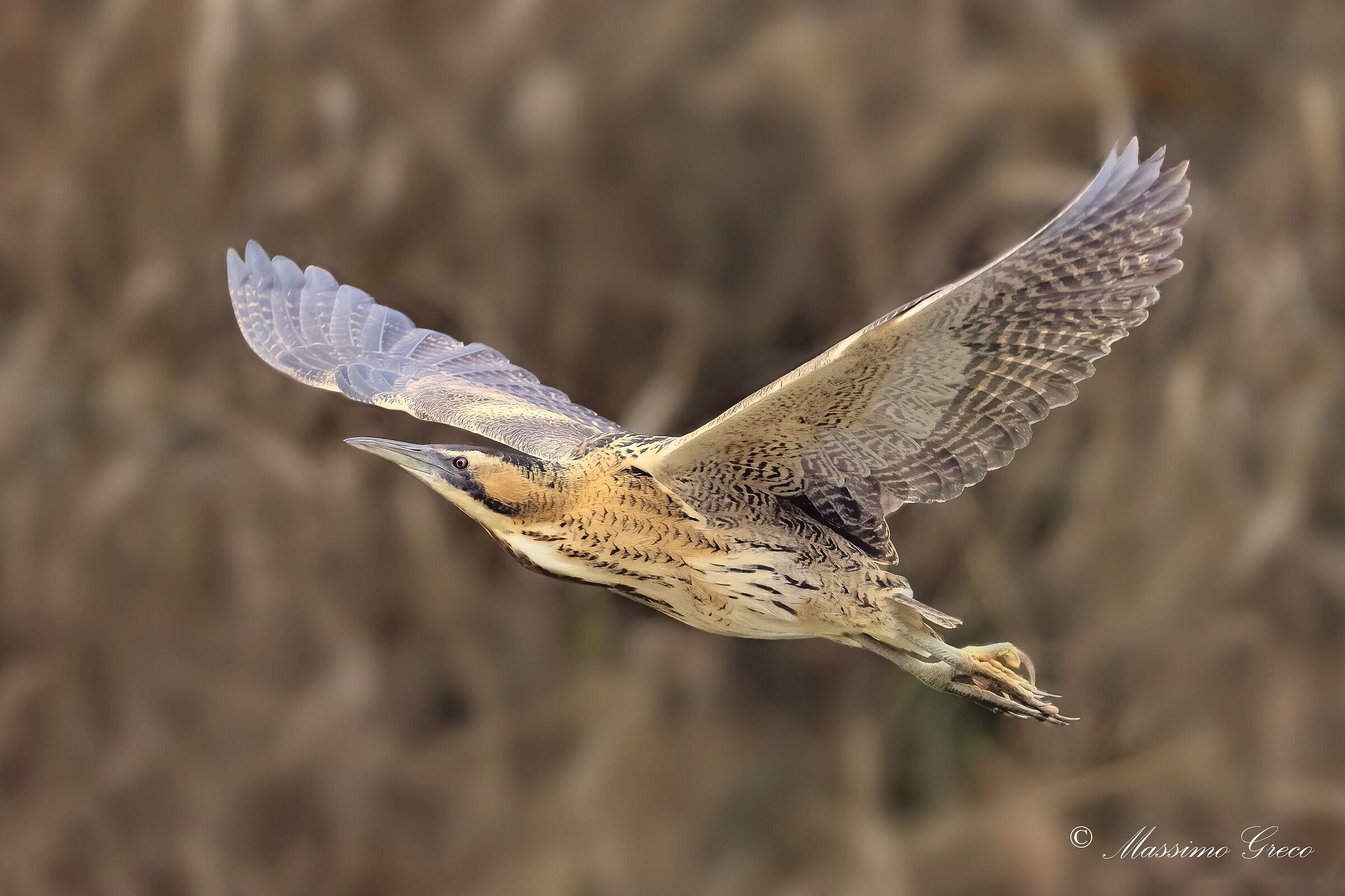 Bittern (Botaurus stellaris)