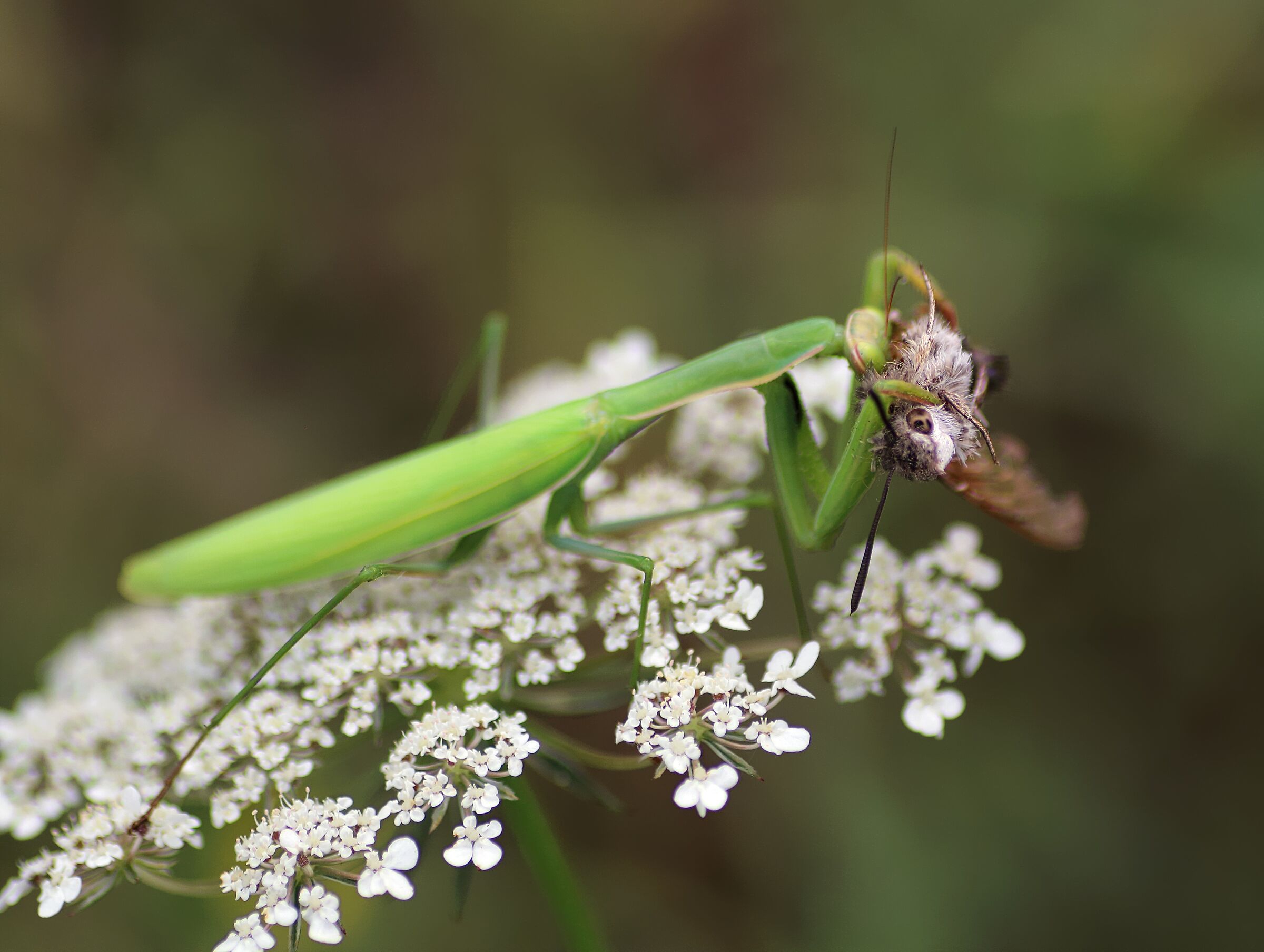 La fine della Sfinge