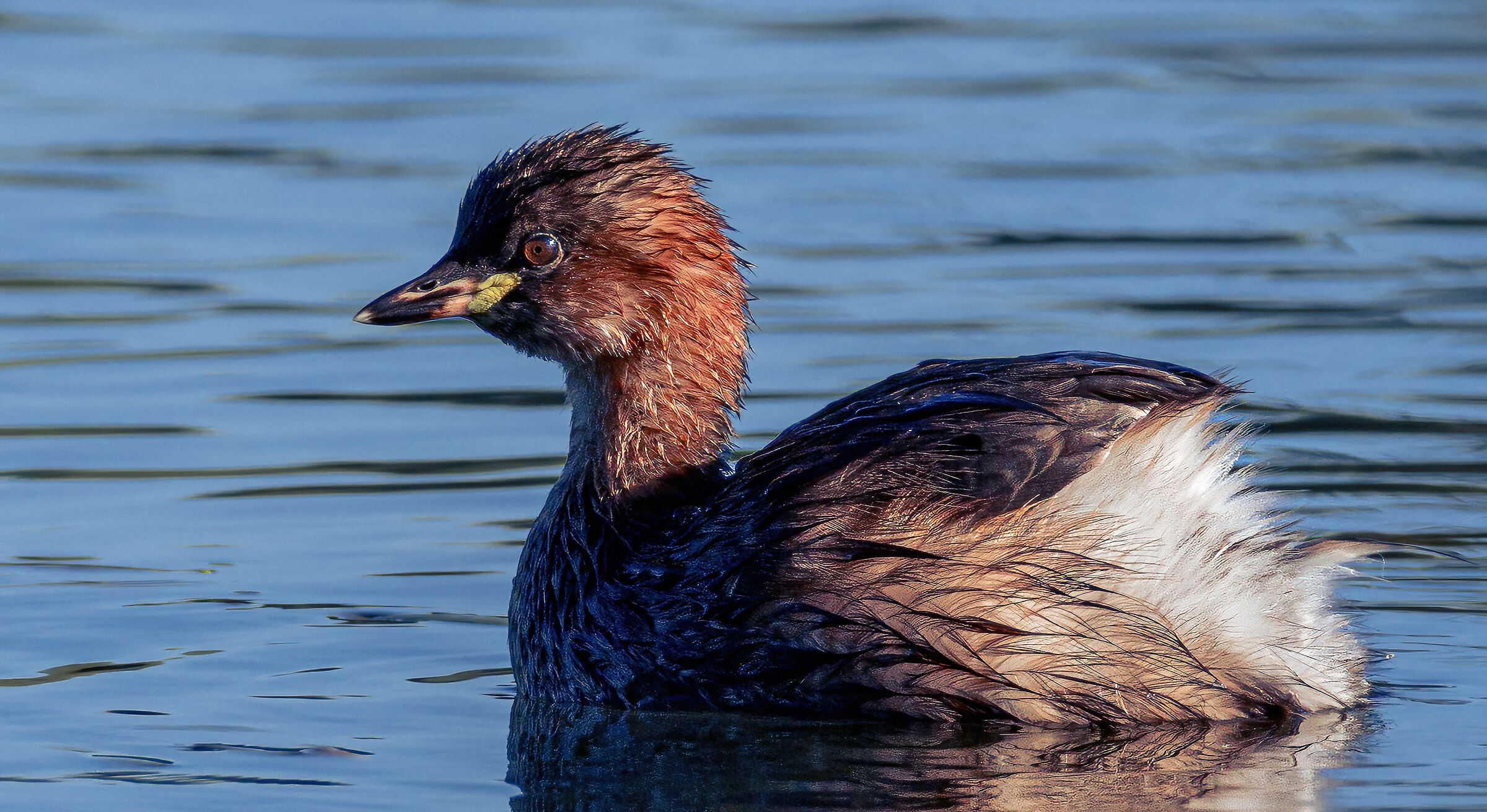 Dabchick