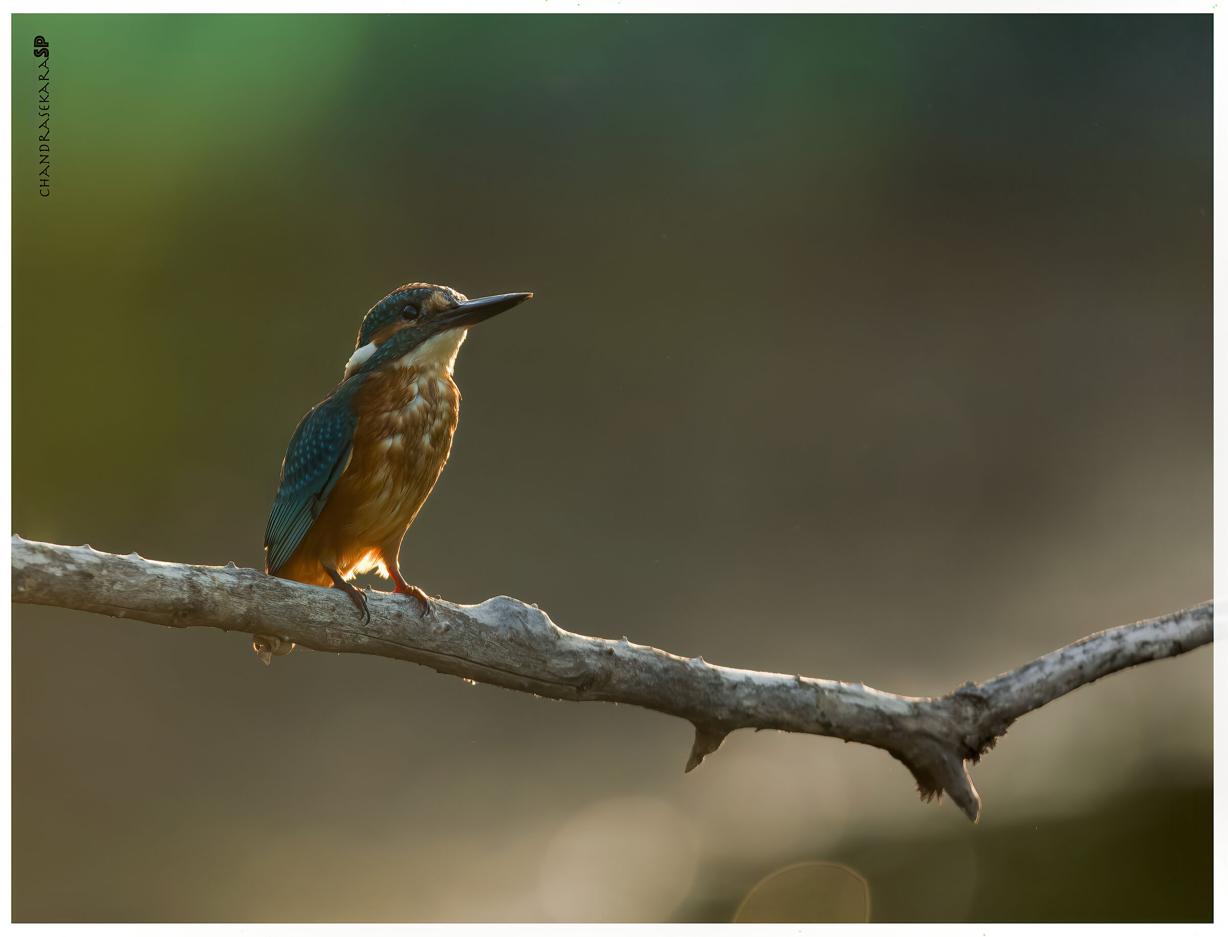 martinfisher against light