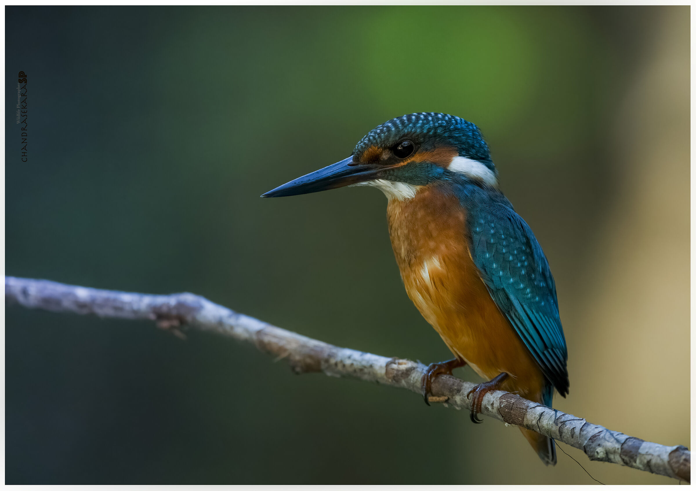 martinkeeaker close-up