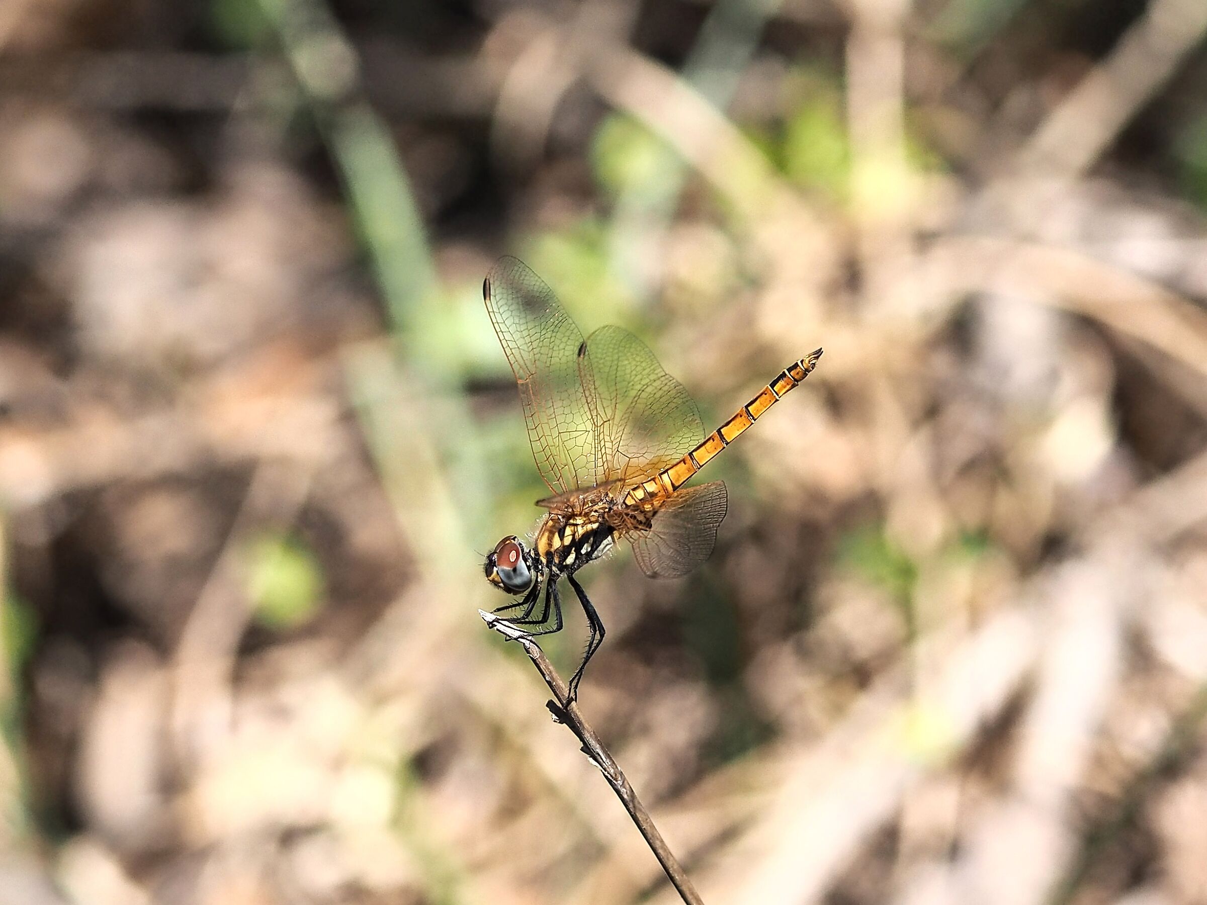 Iibellula